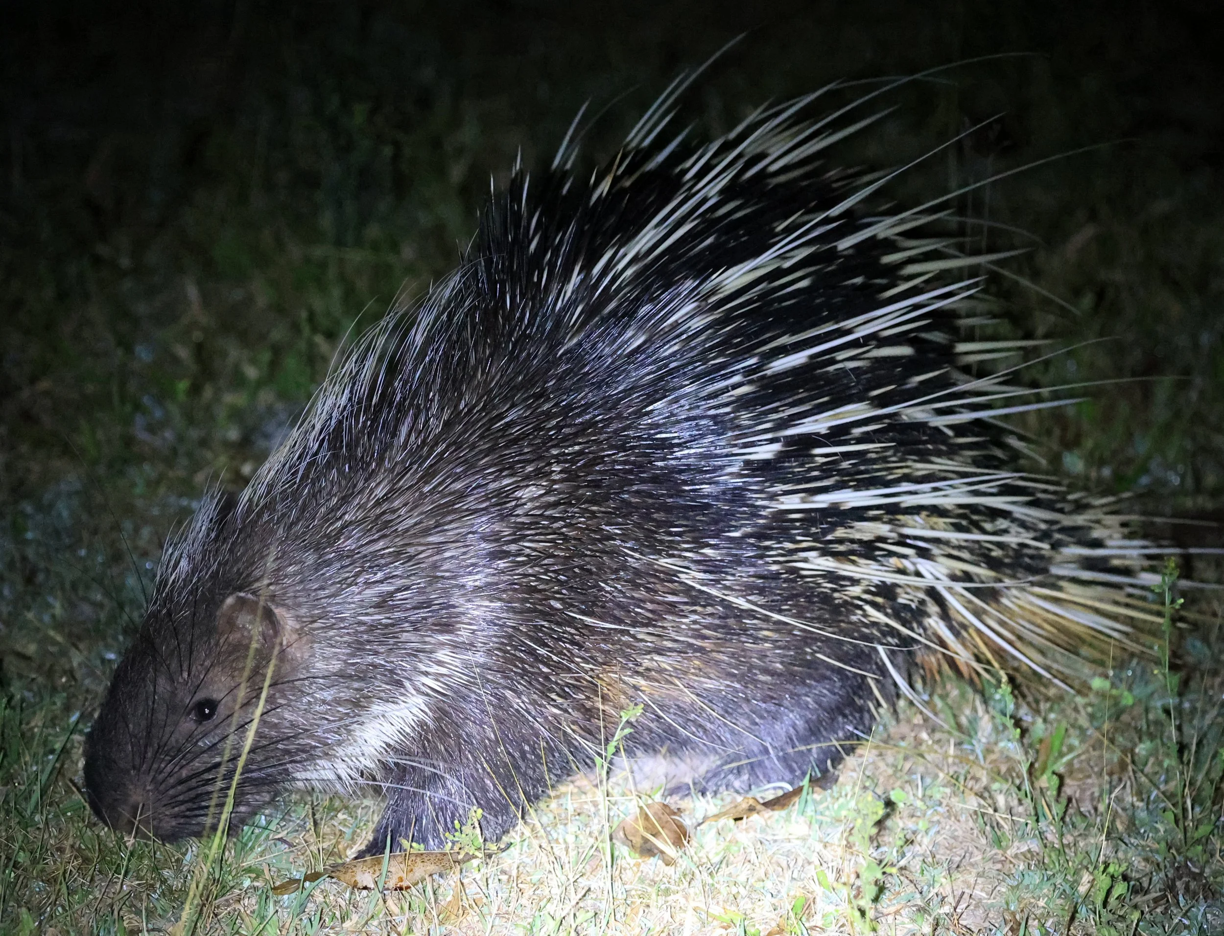 East Asian Porcupine (Hystrix brachyura) Khao Yai National Park Feb 2026 Day 2 (3).jpg