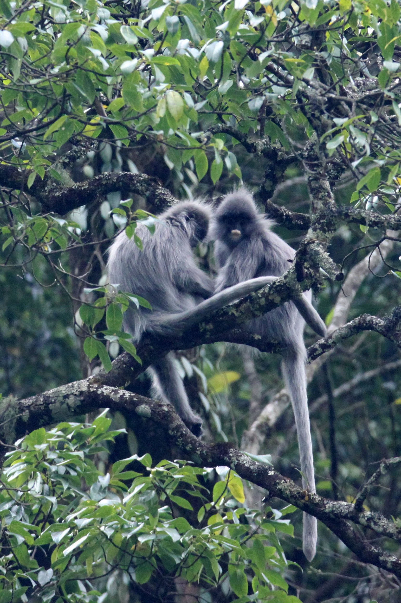 CERCOPITHECIDAE - Trachypithecus crepusculus - INDOCHINESE GRAY LANGUR - WULIANGSHAN NATURE RESERVE YUNNAN CHINA (92).JPG