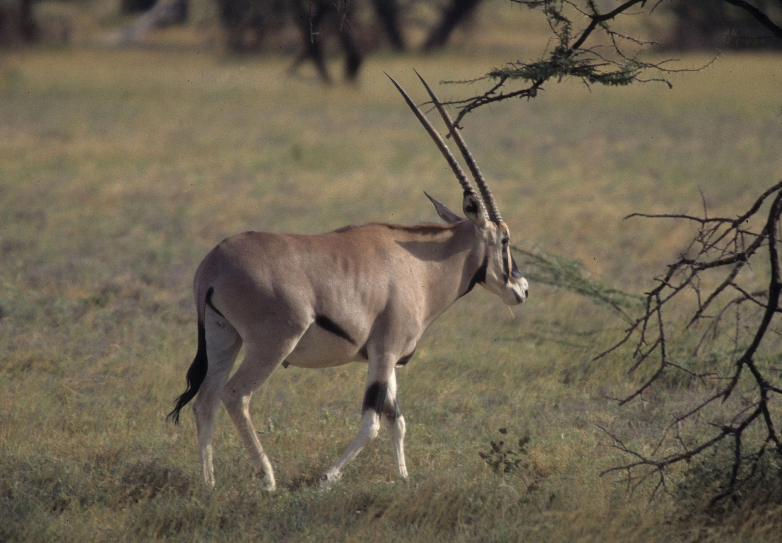 BOVID - ORYX - BEISA - SHABA (13).jpg