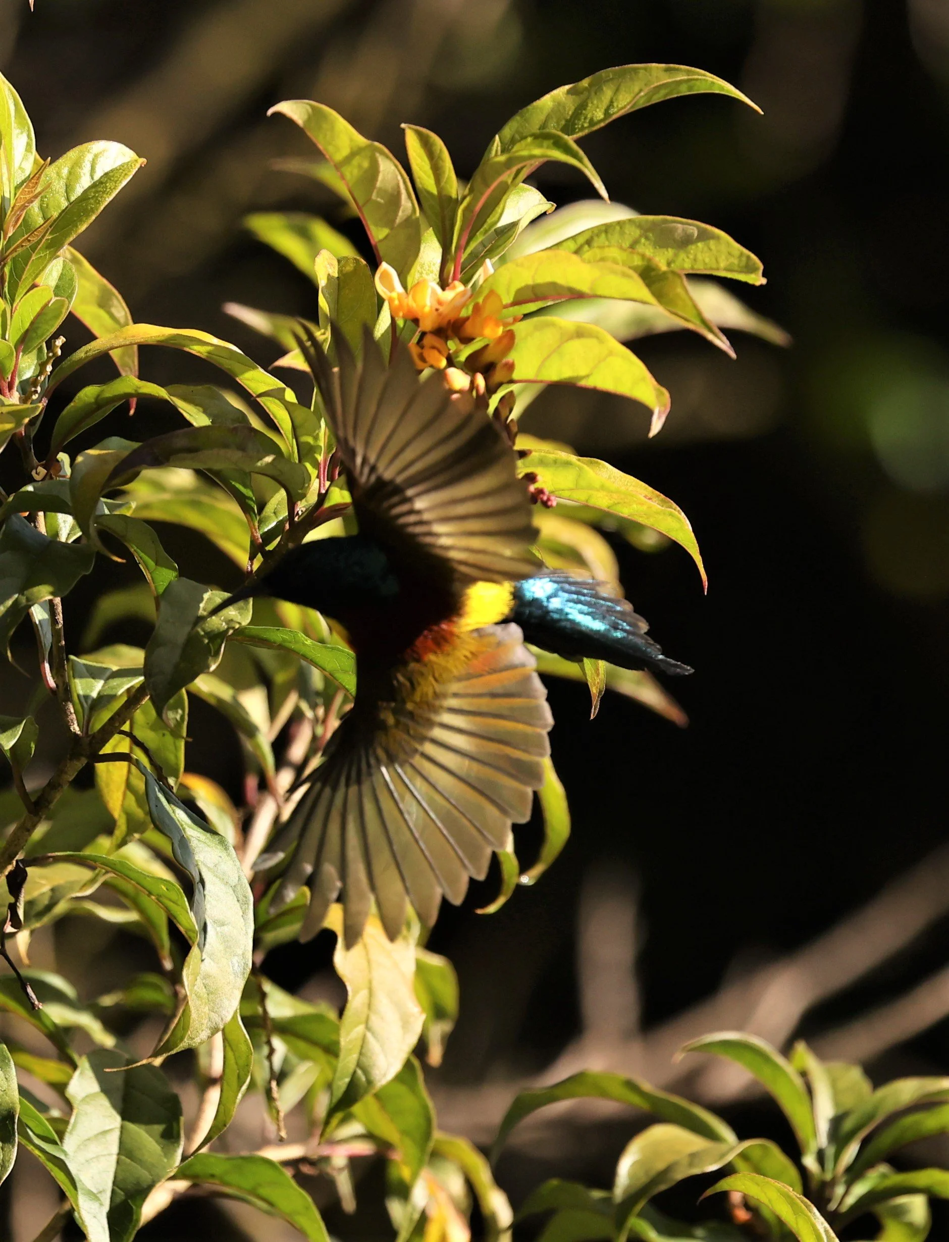 SUNBIRD - DOI INTHANON GREEN-TAILED SUNBIRD - Aethopyga nipalensis angkanensis - DOI INTHANON NP CHIANG MAI, DEC 2021 (32).jpg