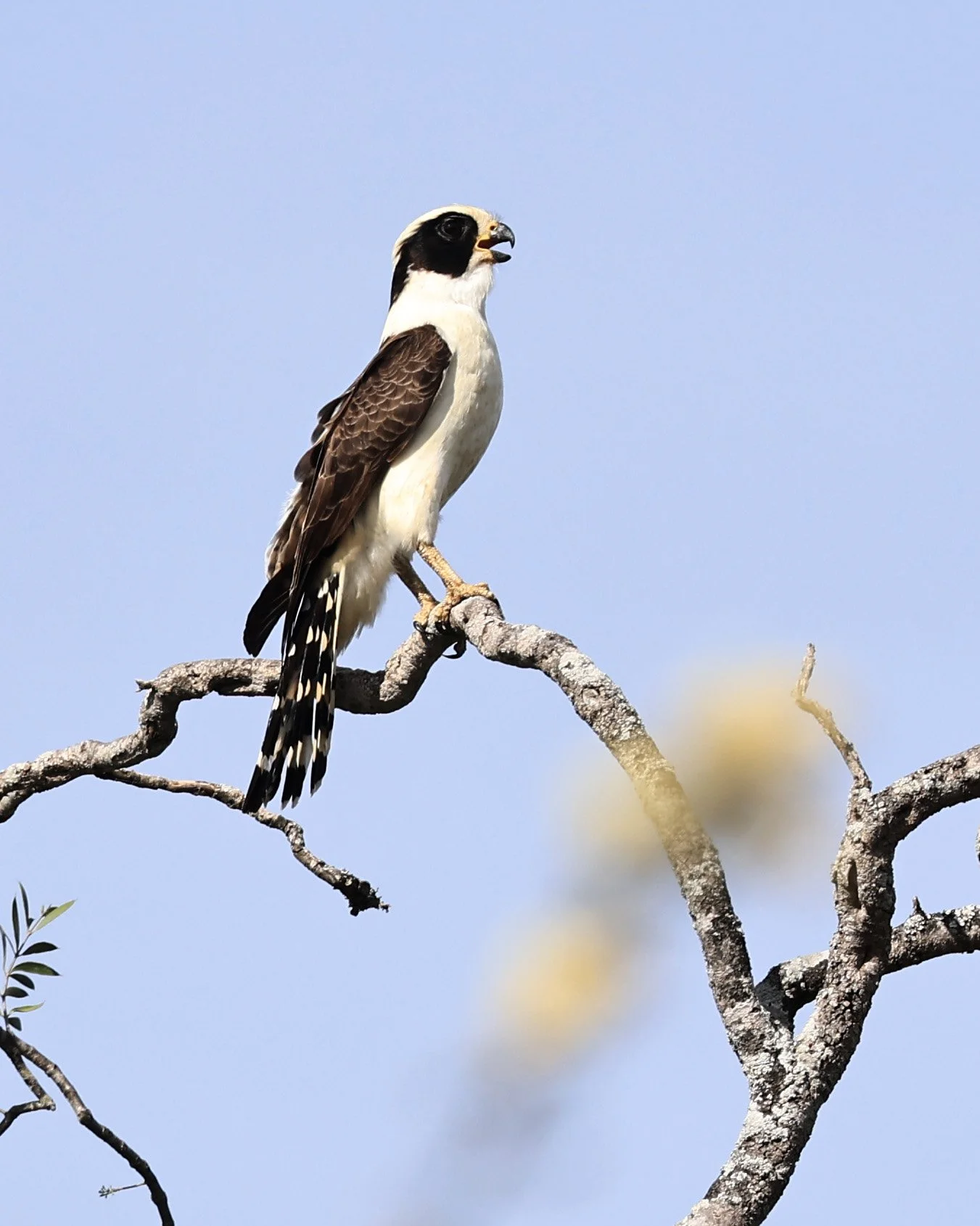 Laughing Falcon (Herpetotheres cachinnans) Reserva Natural Canada el Carmen, Paraguay (12).jpg