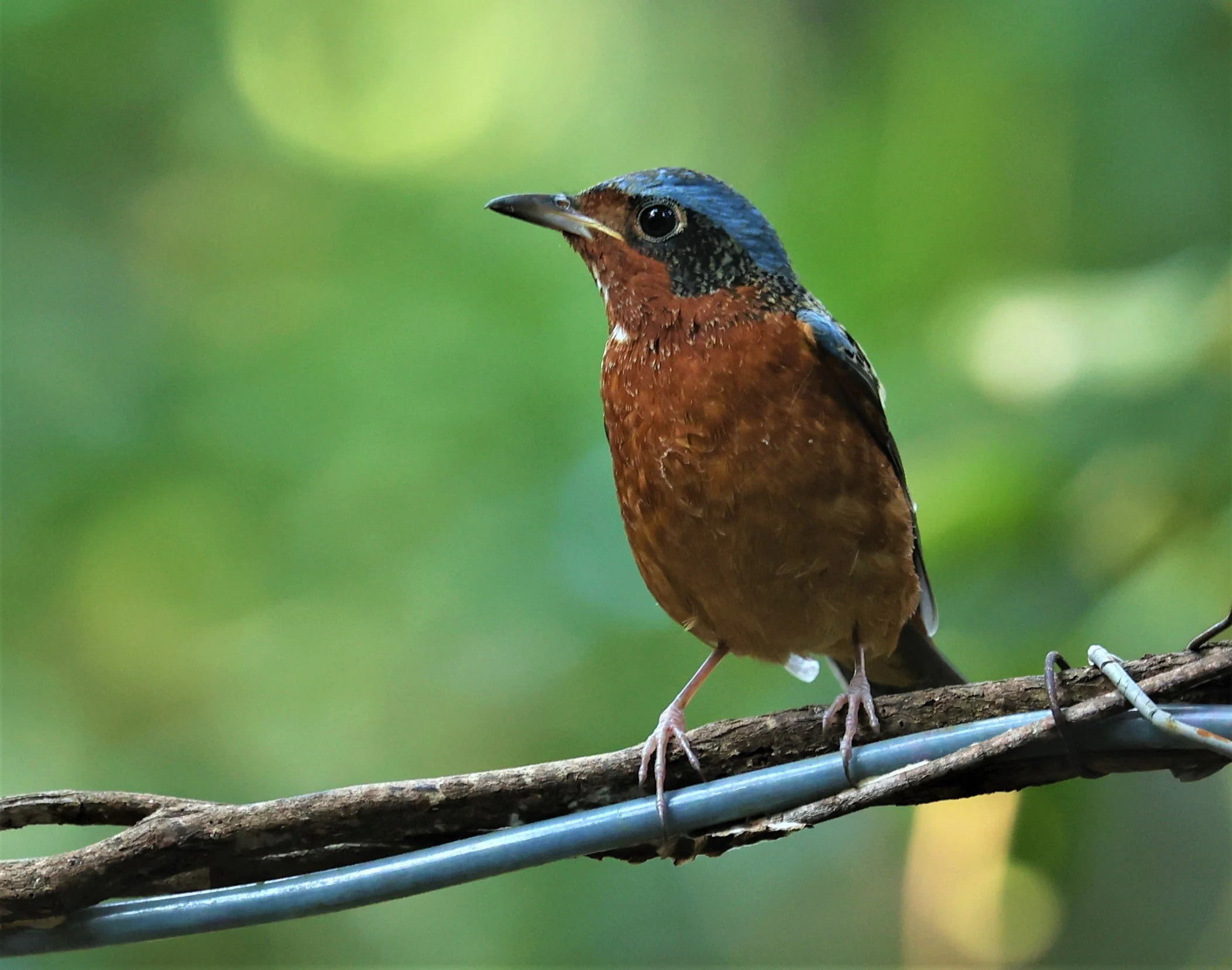 ROCK-THRUSH - WHITE-THROATED ROCK-THRUSH - Monticola gularis - WAT THAM PRATHUM CHONBURI JAN 30 2022 (7).jpg