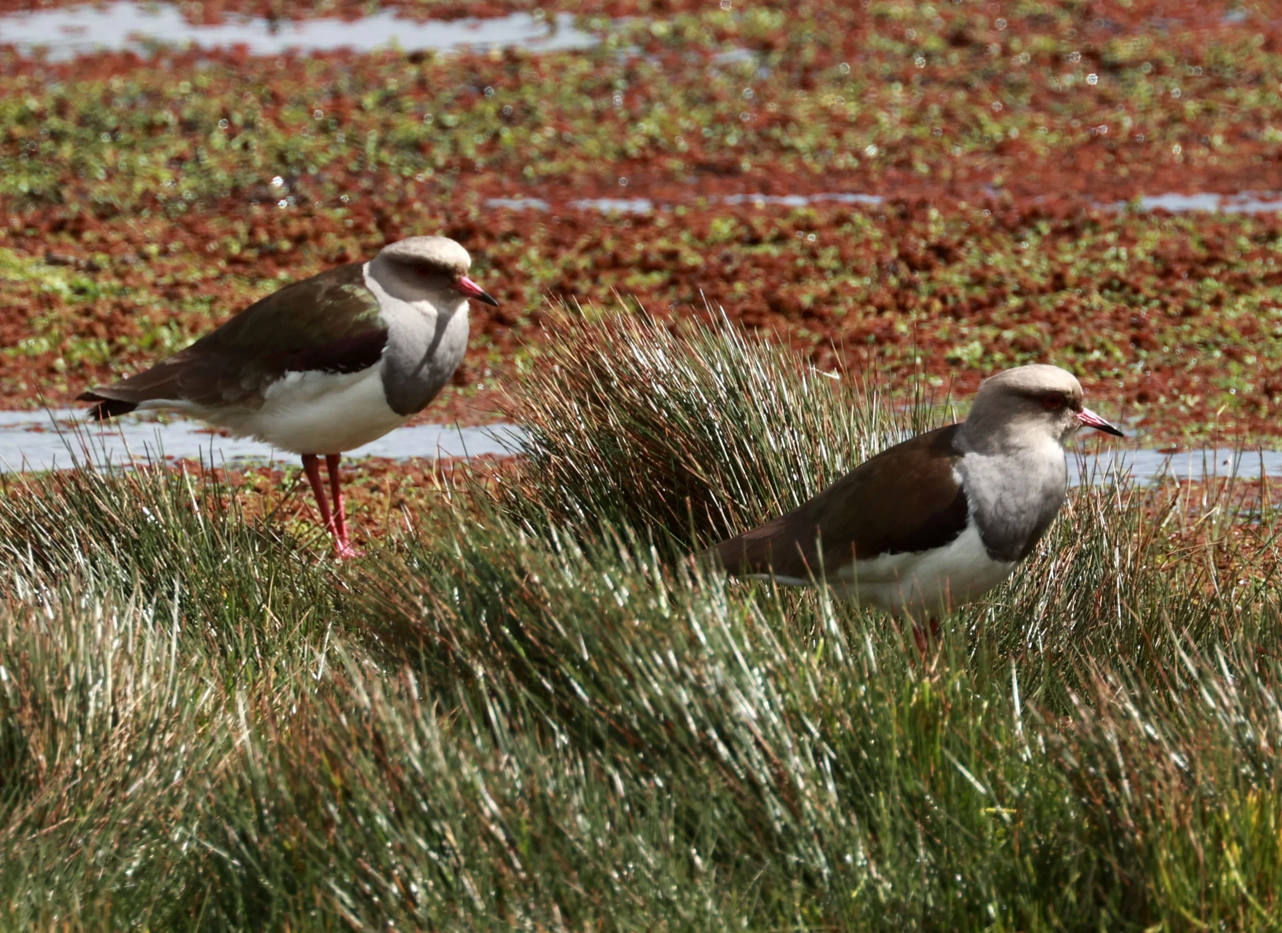 Lapwing - Andean Lapwing - Vanellus resplendens - Antisana National Park, Eastern Andes Ecuador (20).jpg