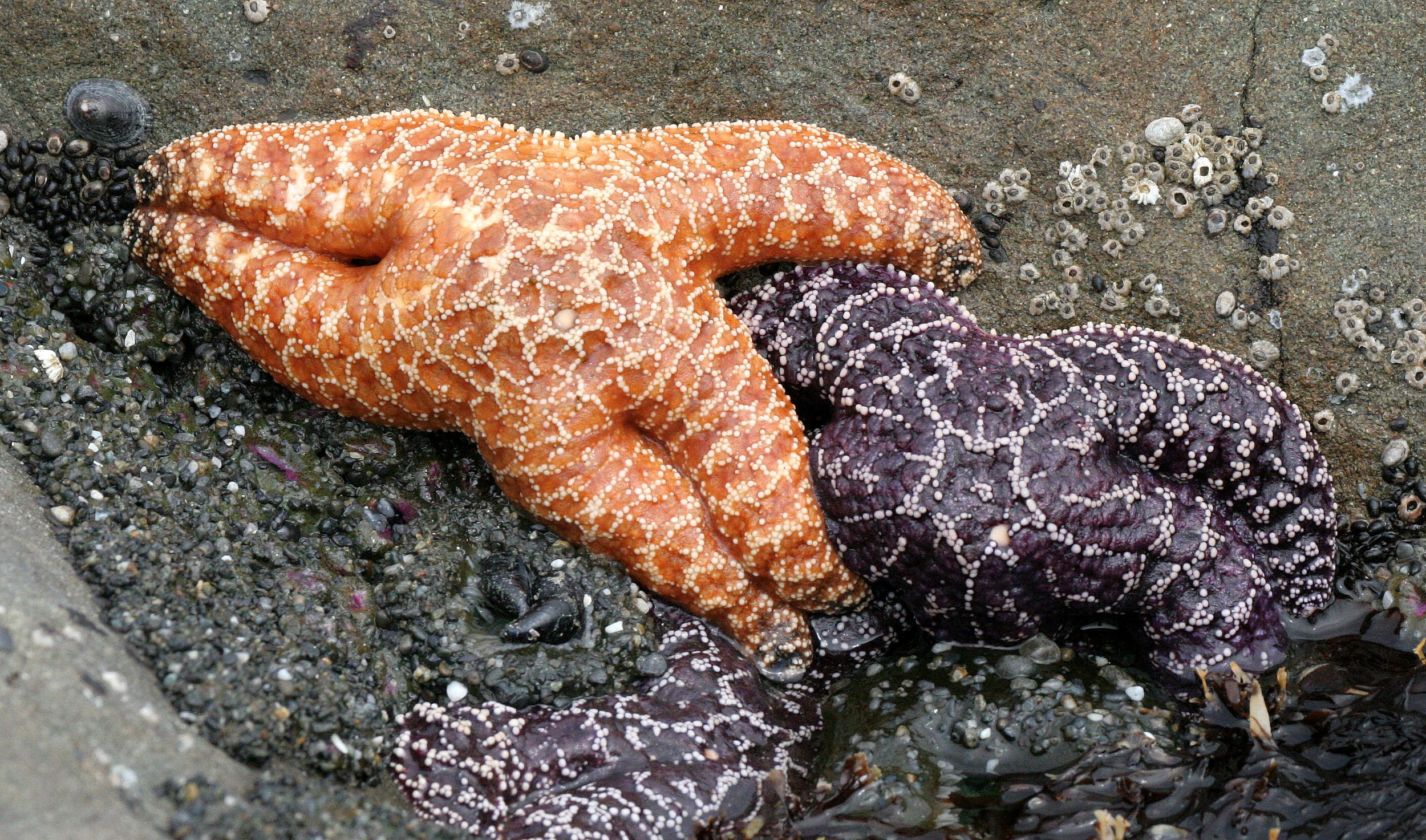 INVERTS - INTERTIDAL - ECHINODERM - PISASTER OCHRACEOUS - BEACH FOUR TIDE POOLS WA (11).JPG