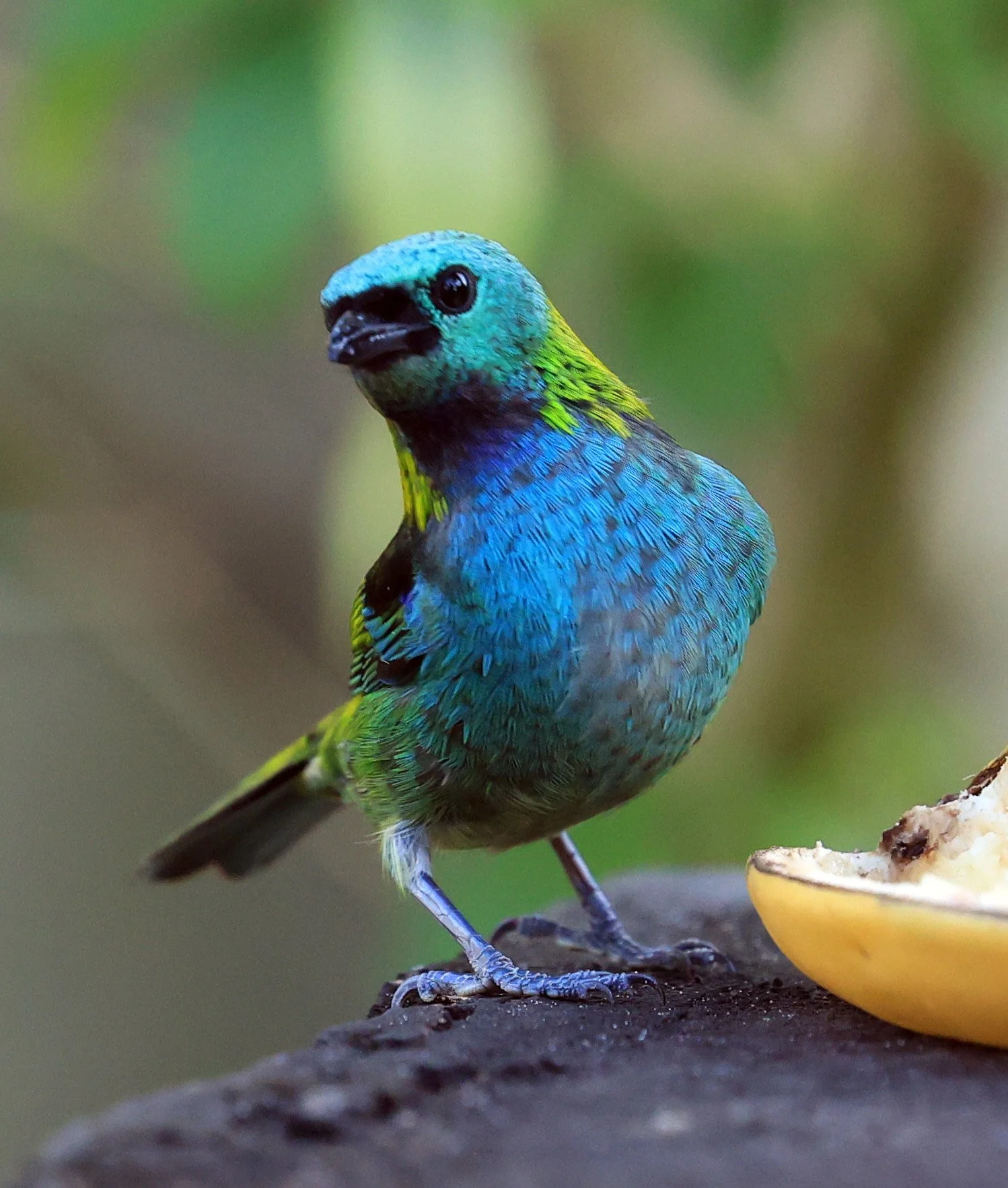 Green-headed Tanager (Tangara seledon)  Superagui National Park, Brazil (240).jpg