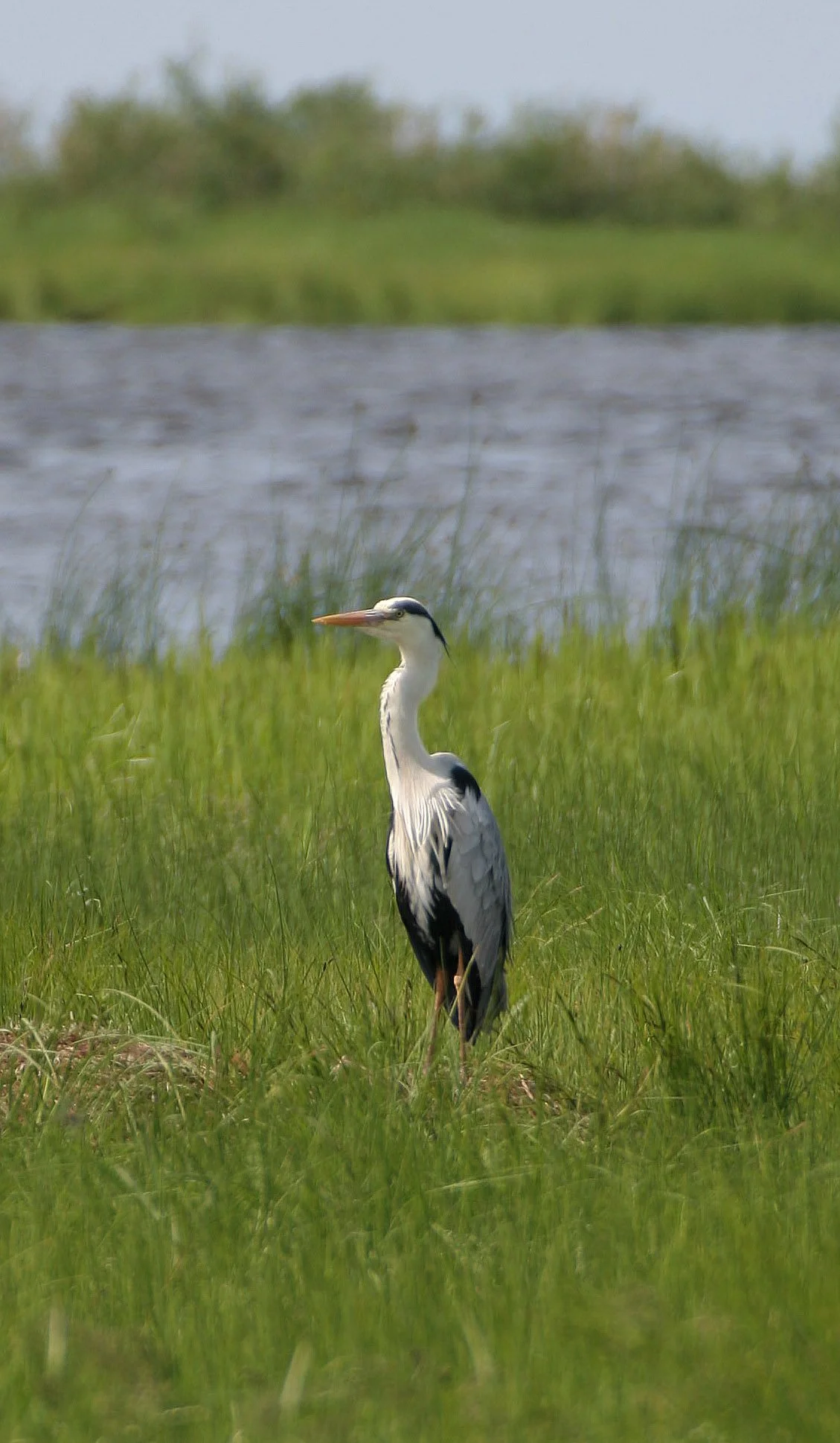 HERON - GREY HERON -  Ardea cinerea - EASTERN LAKE BAIKAL NEAR THE ULAN UDE FERRY STOP (7).jpg