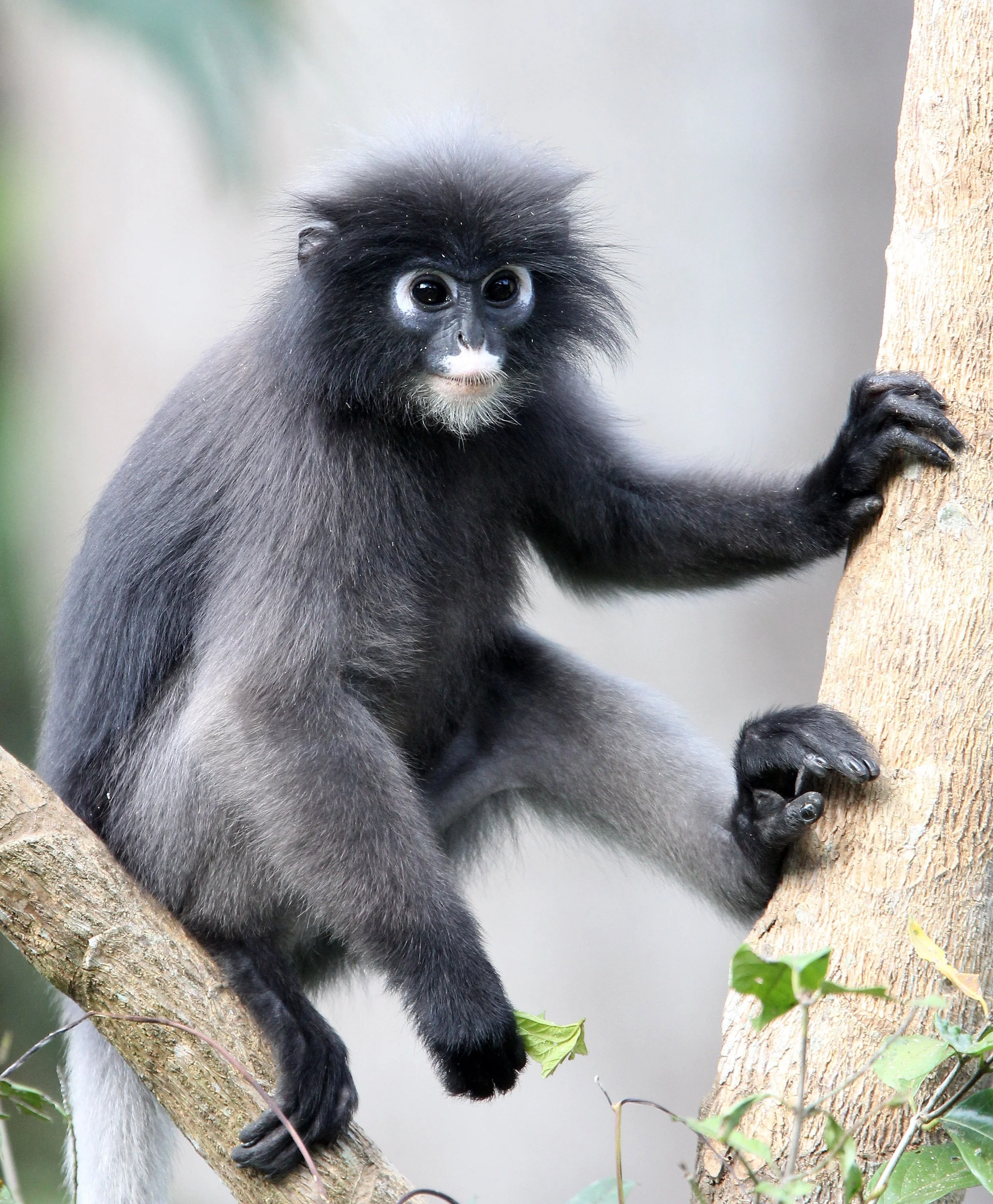 CERCOPITHECIDAE - Trachypithecus obscurus flavicauda - BLOND-TAILED (DUSKY) LANGUR - KAENG KRACHAN  NATIONAL PARK THAILAND (24).JPG