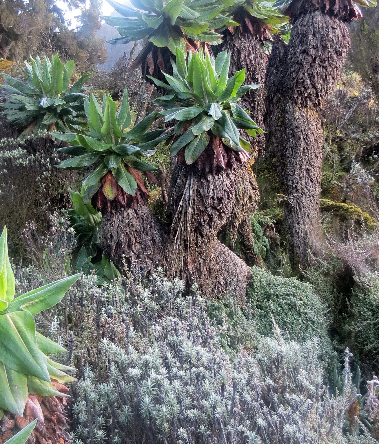 RWENZORI NATIONAL PARK UGANDA (210).JPG