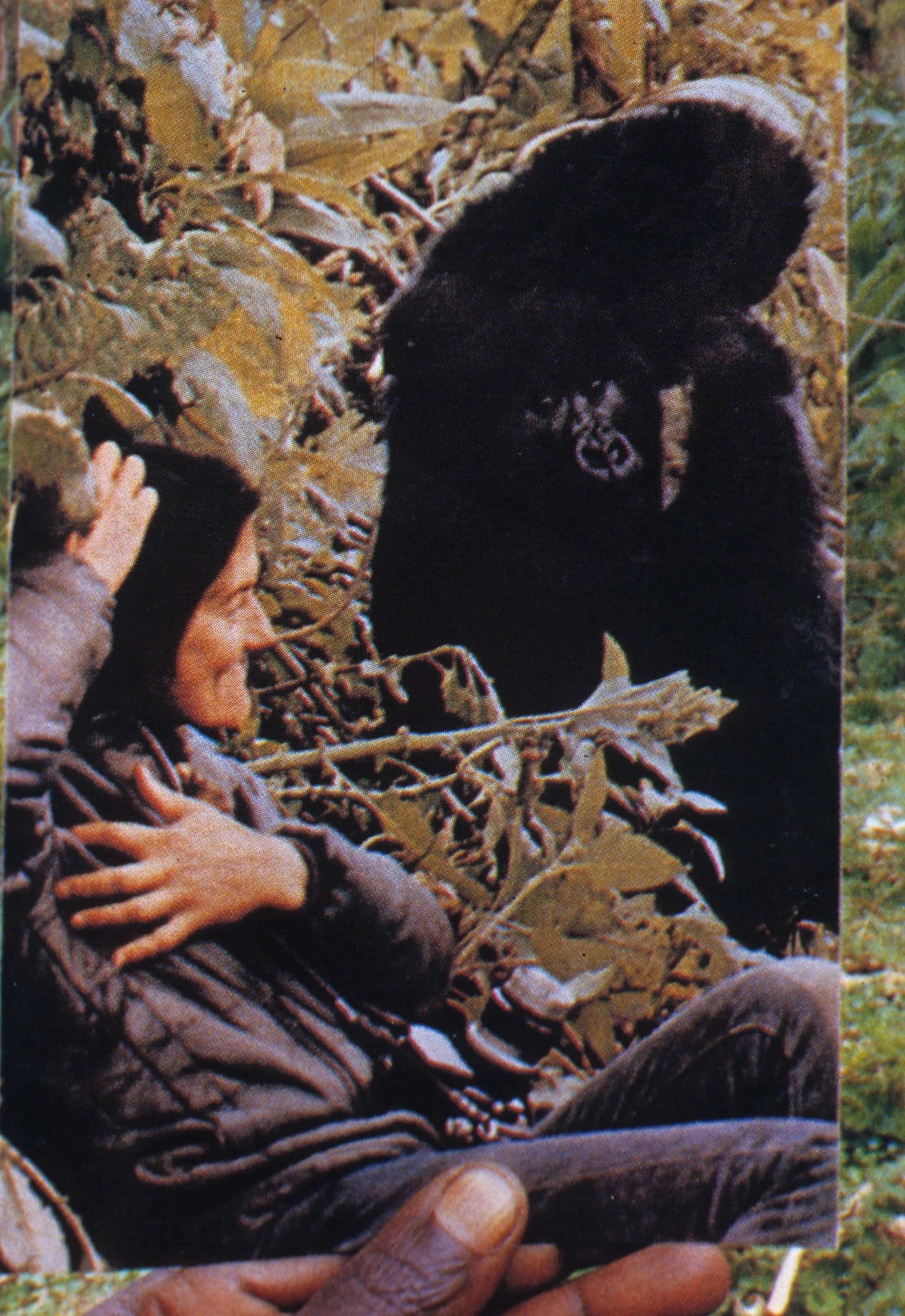 PRIMATE - GORILLA-RWANDA PARC DU VULCANS (111).jpg