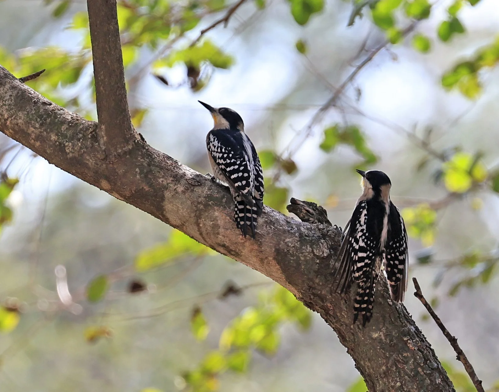White-fronted Woodpecker (Melanerpes cactorum) Hotel Campestre Iparoma Paraguay (18).jpg