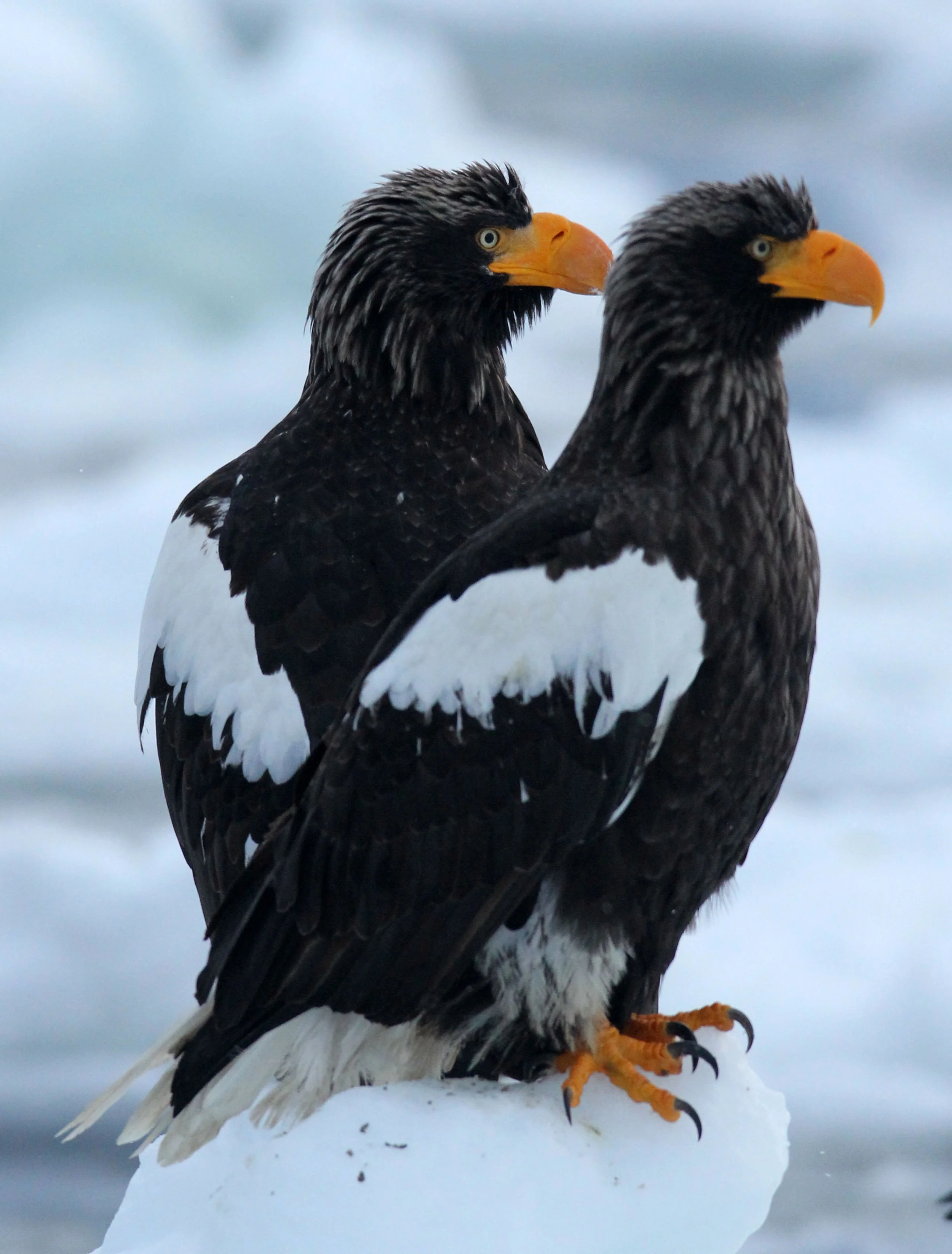 BIRD - EAGLE - STELLER'S SEA EAGLE - RAUSU, SHIRETOKO PENINSULA, HOKKAIDO JAPAN (142).JPG