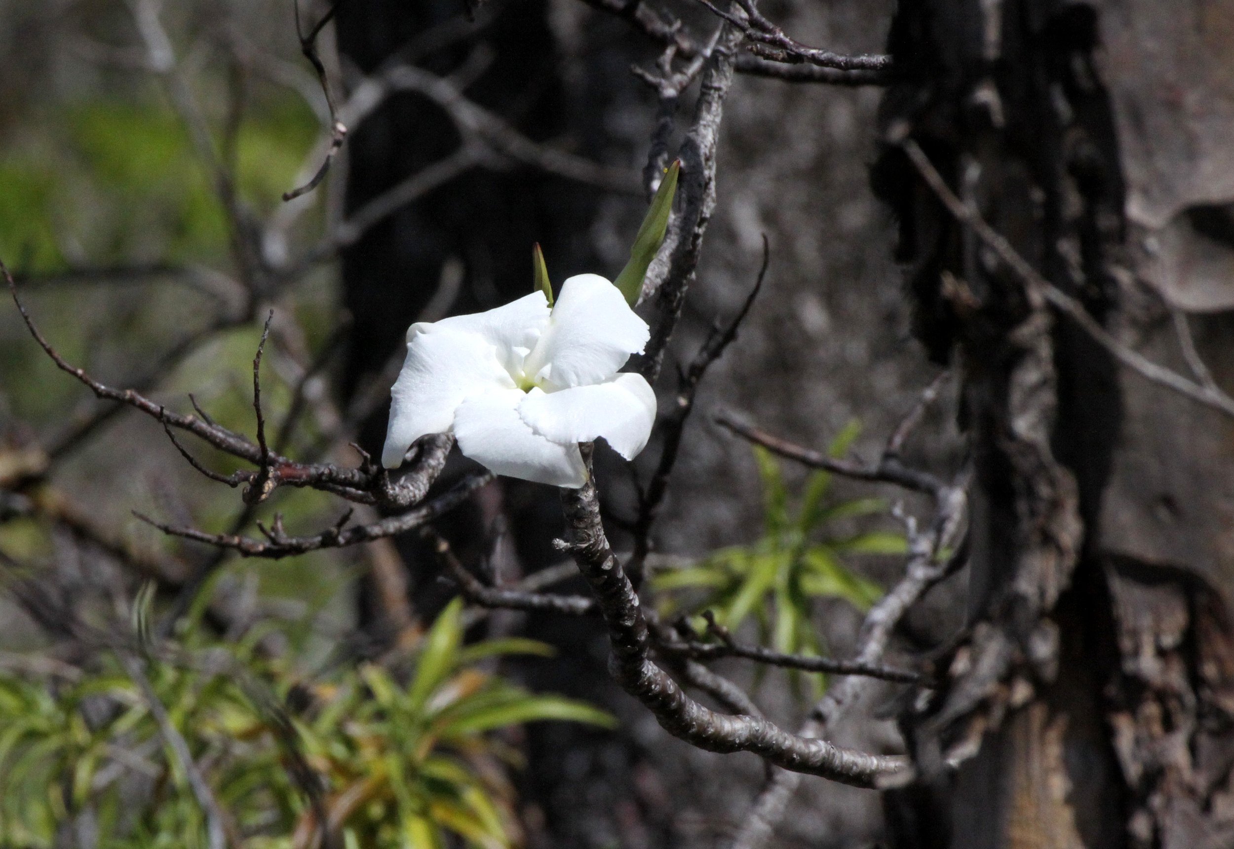 PLANT - PACHYPODIUM SPECIES - ANKARANA NATIONAL PARK MADAGASCAR (7).JPG