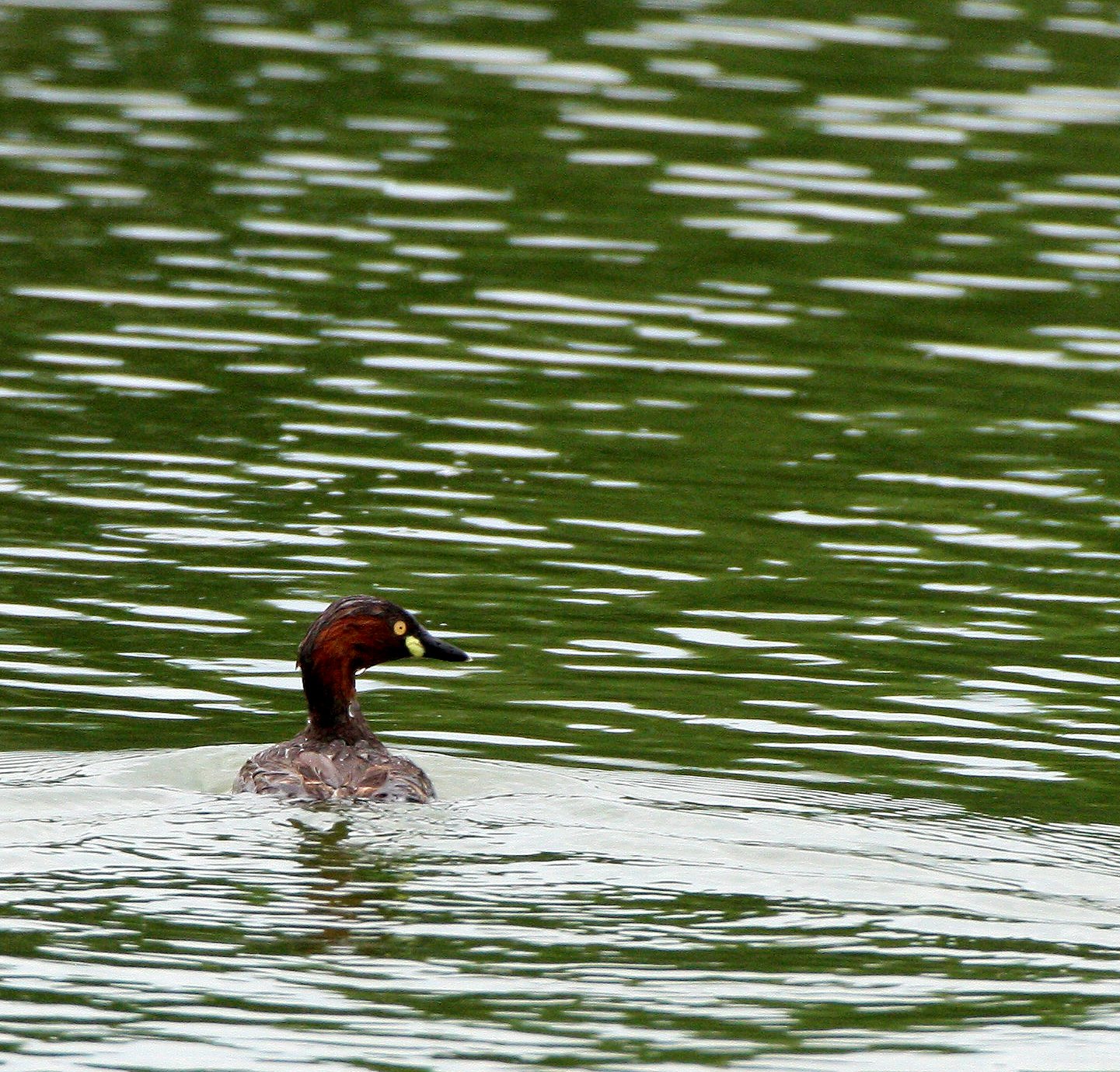 Little Grebe (Tachybaptus ruficollis) Nakhon Si Thammarat Wetlands (2).JPG