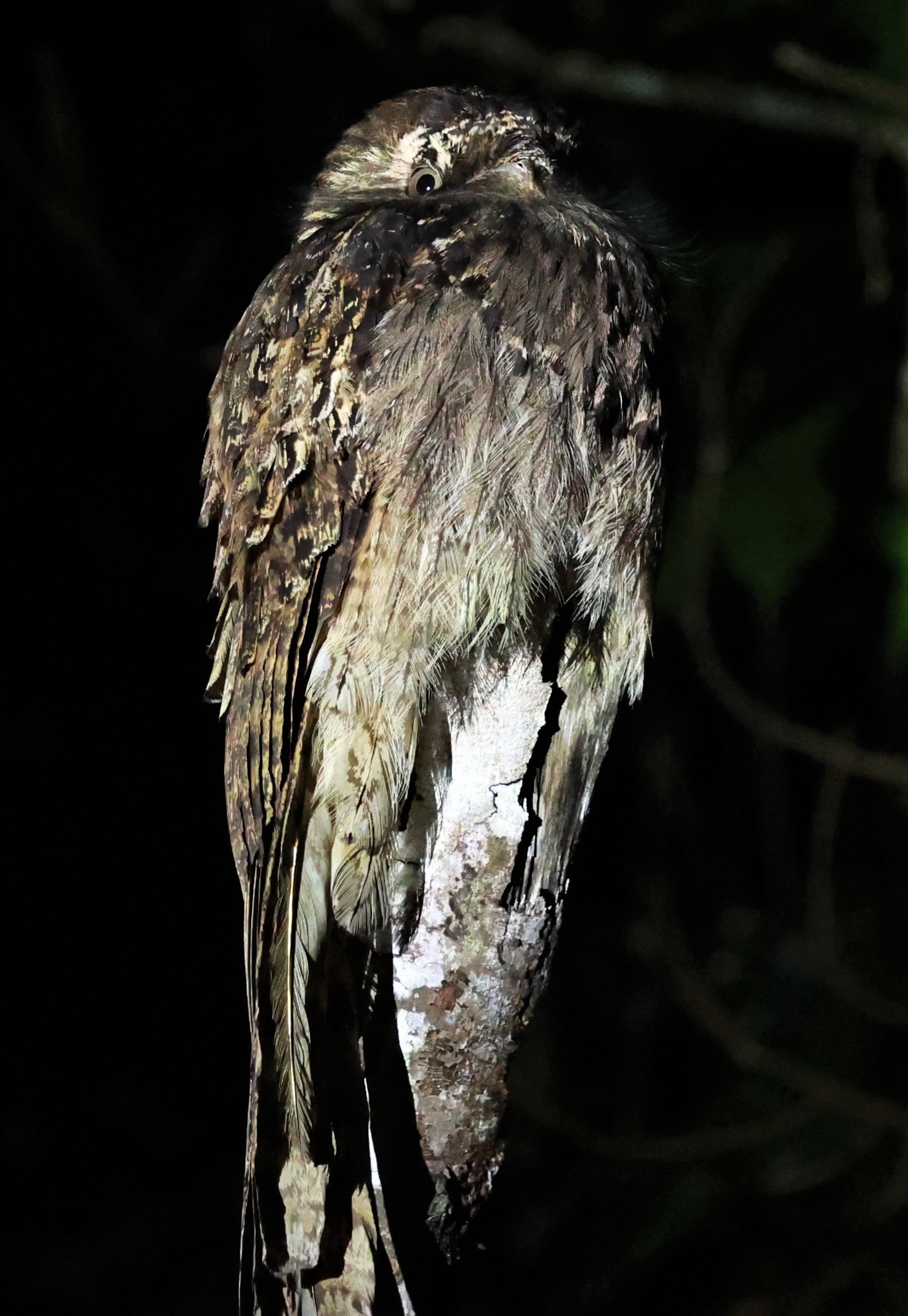 Potoo - Common Potoo - Nyctibius griseus - Augusto Ruschi Biological Reserve, Santa Teresa, Brazil (11).jpg