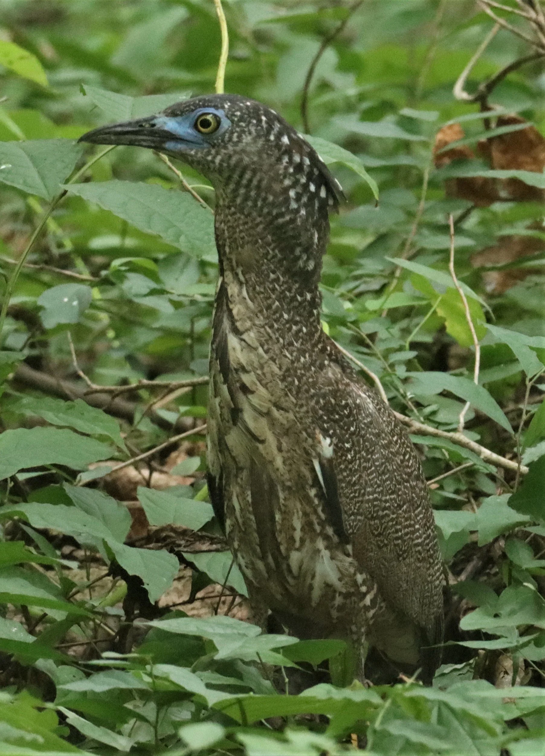 HERON - MALAYSIAN NIGHT HERON - Gorsachius melanolophus - BAAN MAKA RESORT PETBURI (40).jpg