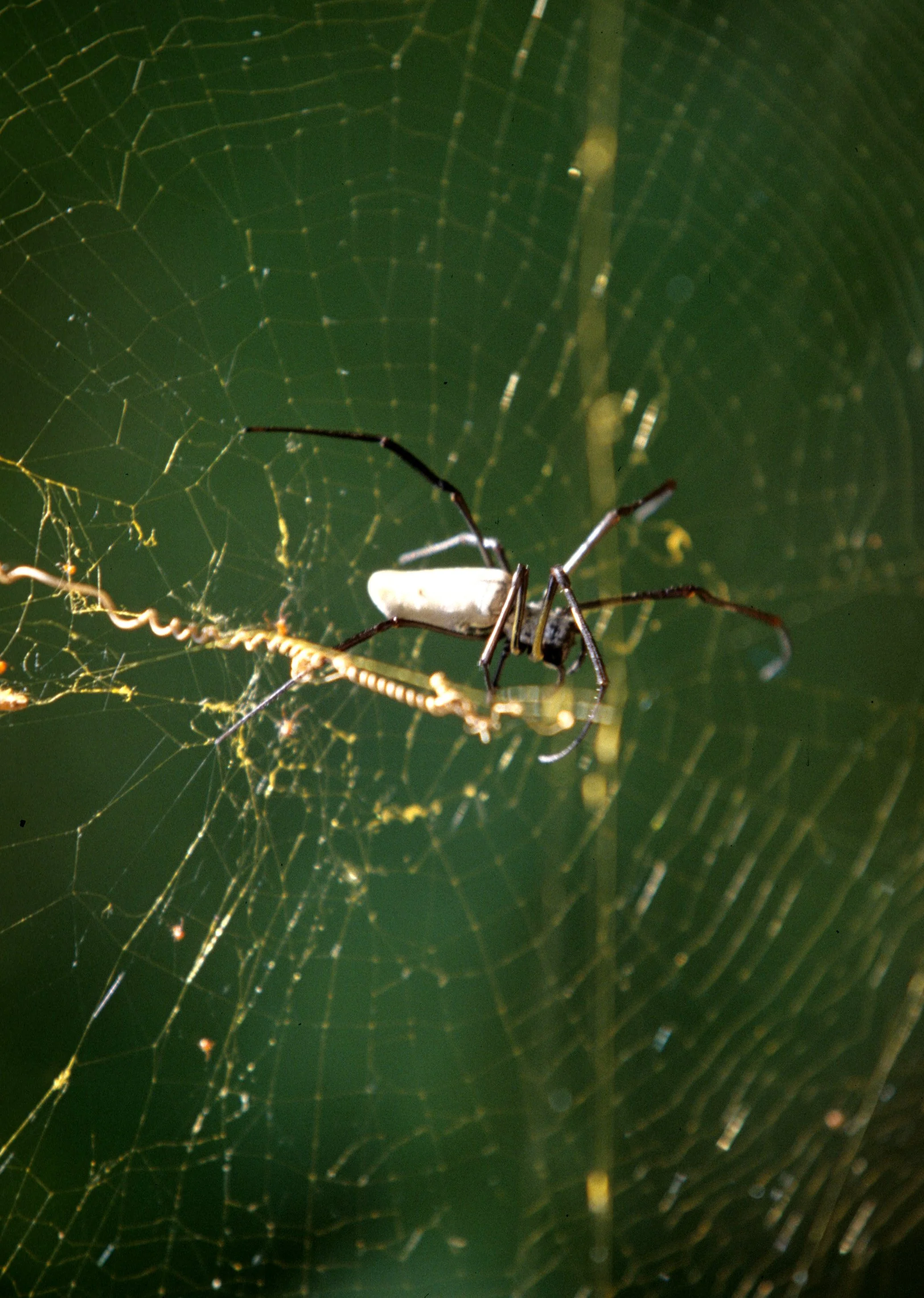 INVERT - ARACHNID - GARDEN SPIDER - KOMODO INDONESIA.jpg