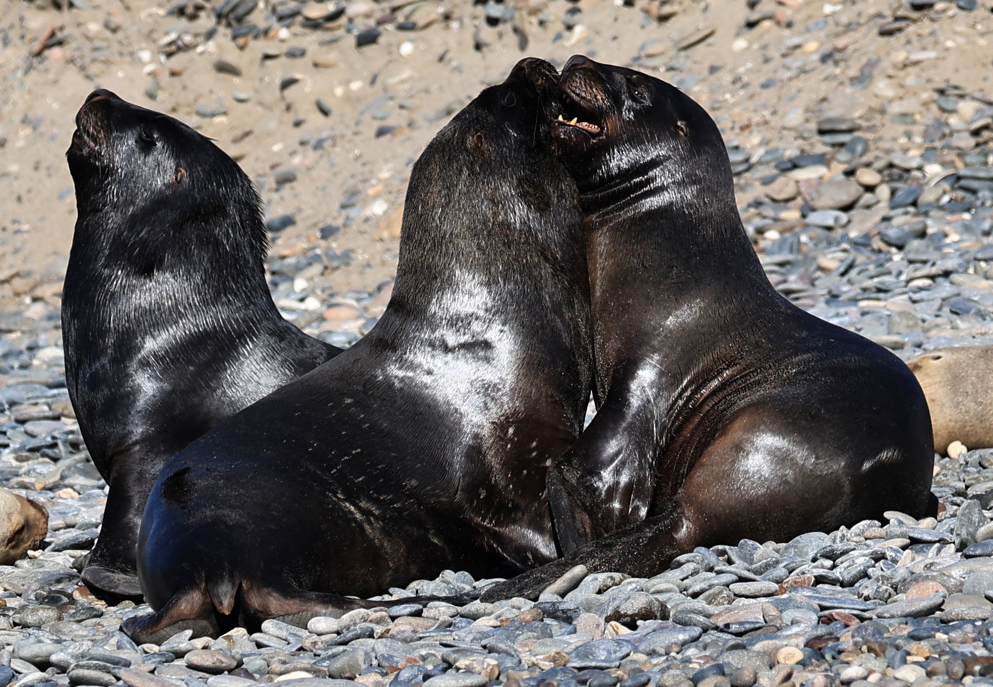South American Sea Lion (Otaria flavescens) Puerto Rawson Argentina (42).jpg