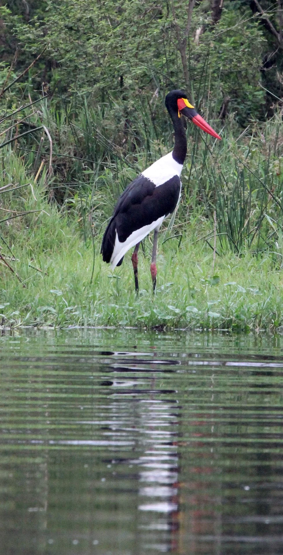 STORK - SADDLE-BILLED STORK - Ephippiorhynchus senegalensis - LAKE AWASSA ETHIOPIA (5).JPG