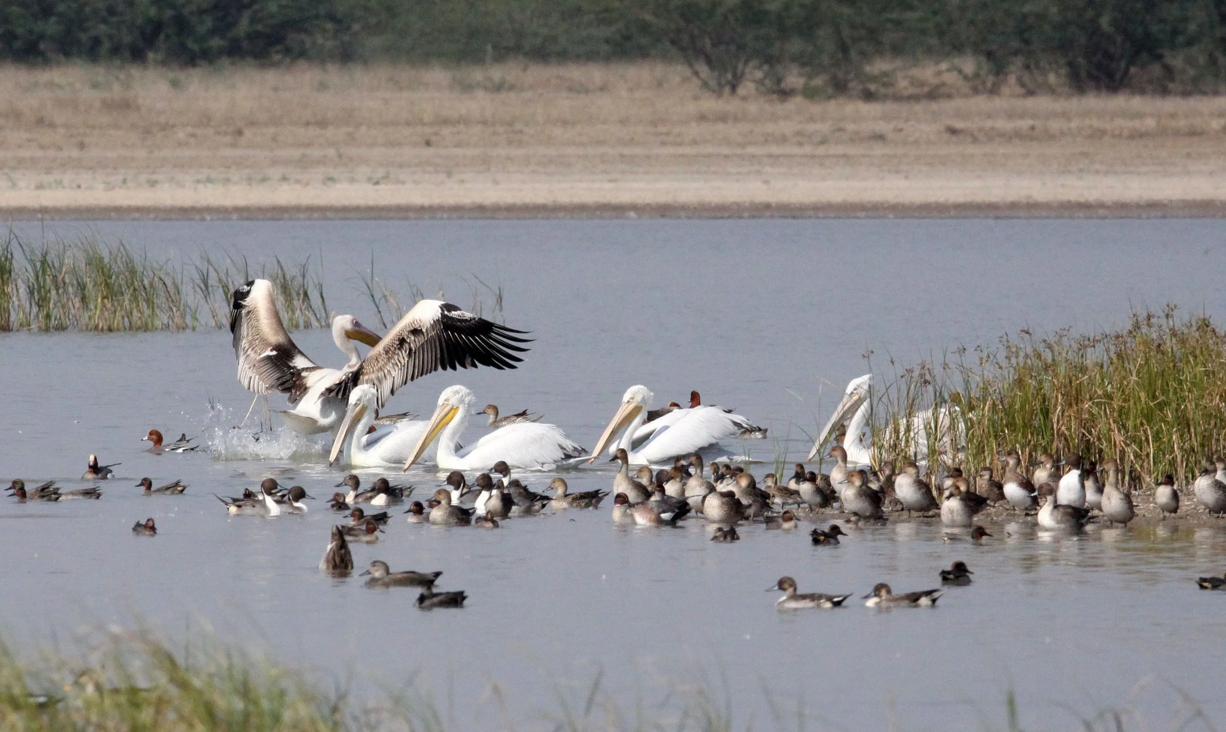 Pelecanus onocrotalus - GREAT WHITE PELICAN - BLACKBUCK NATIONAL PARK VELEVADAR INDIA (17).JPG