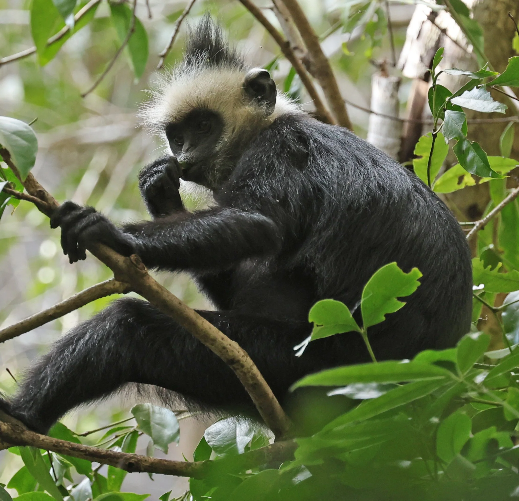 Laotian Langur or White-browed Black Langur (Trachypithecus laotum) The Rock Viewpoint, Khammouane Province Laos (79).jpg