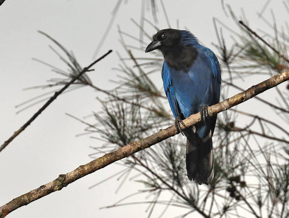 Azure Jay (Cyanocorax caeruleus) Superagui National Park, Brazil (15).jpg