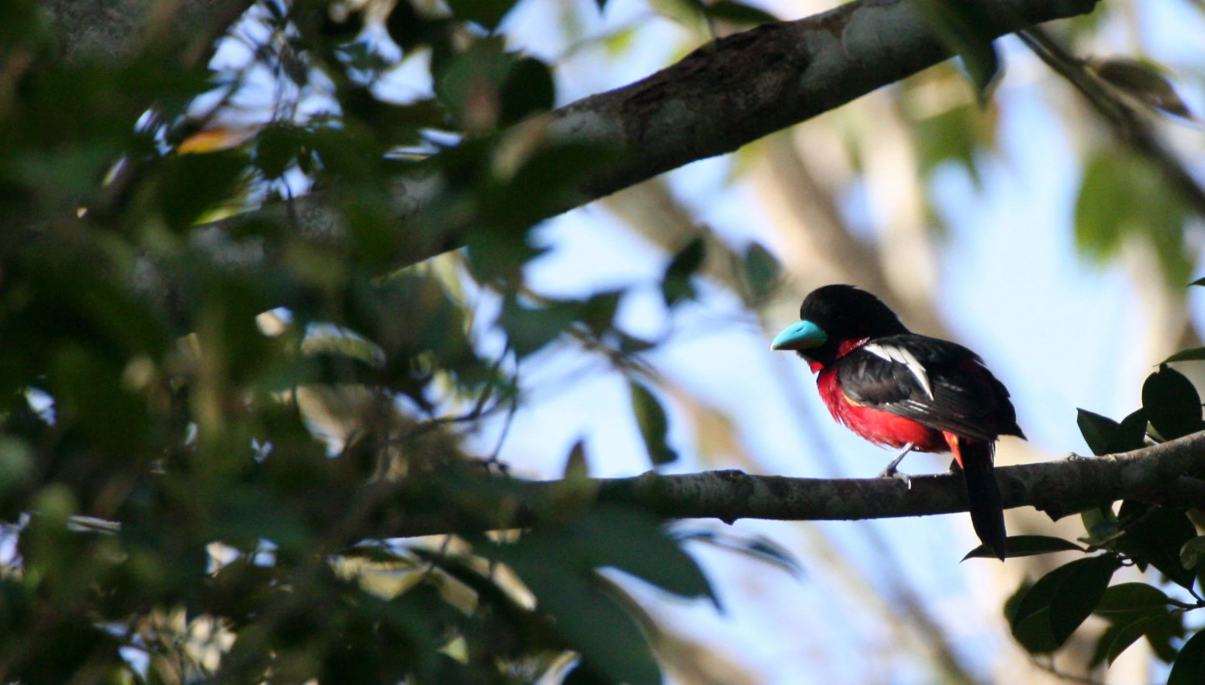 BROADBILL - BLACK AND RED BROADBILL - Cymbirbynchus macrorhynchus - KAENG KRACHAN NP THAILAND (16).JPG
