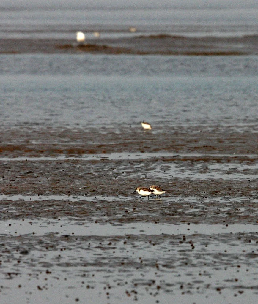 BIRD - SANDPIPER - SPOON-BILLED SANDPIPER - WITH SAUNDERS'S GULL - NANKOU, RUDONG, CHINA (15).JPG