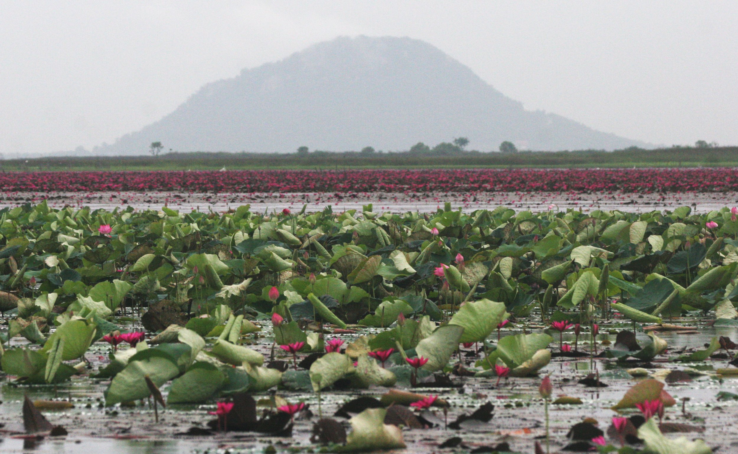 BUENG BORAPHET THAILAND - LOTUS AND LILY AREAS (3).JPG