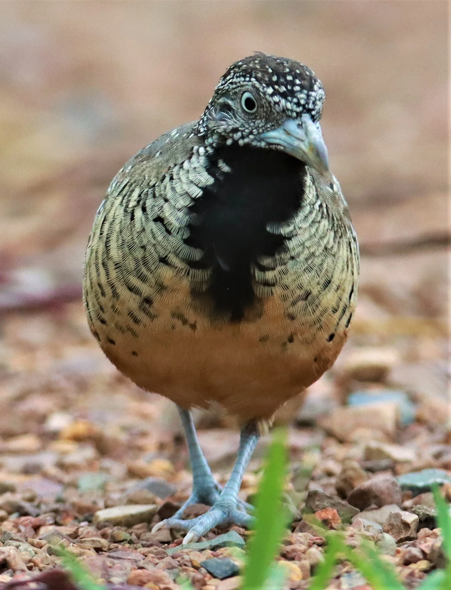 BUTTONQUAIL - BARRED BUTTONQUAIL - Turnix suscitator - NONG YA PLONG PETCHABURI (163).jpg