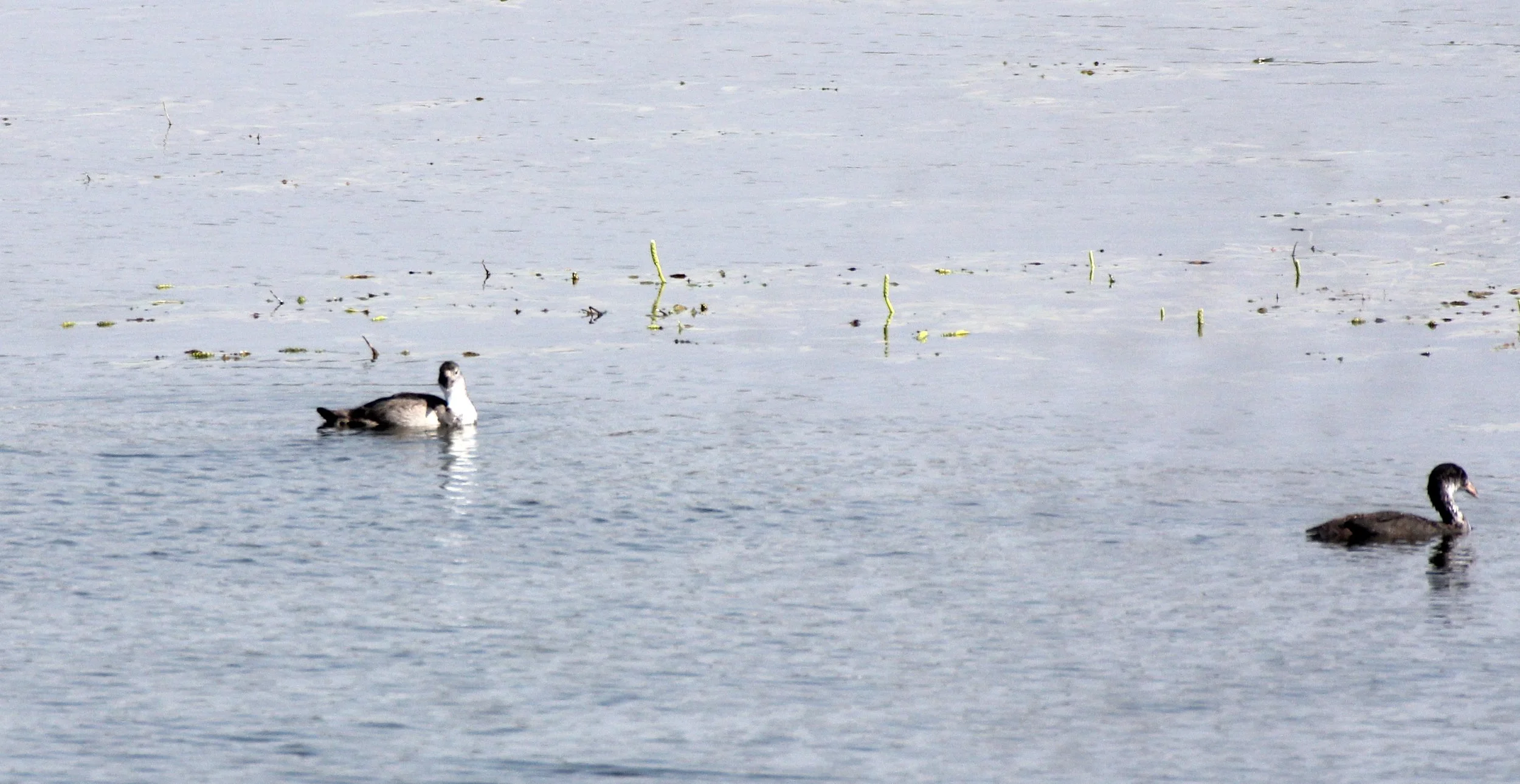 Little Grebe (Tachybaptus ruficollis) Nagerhole NP India.JPG
