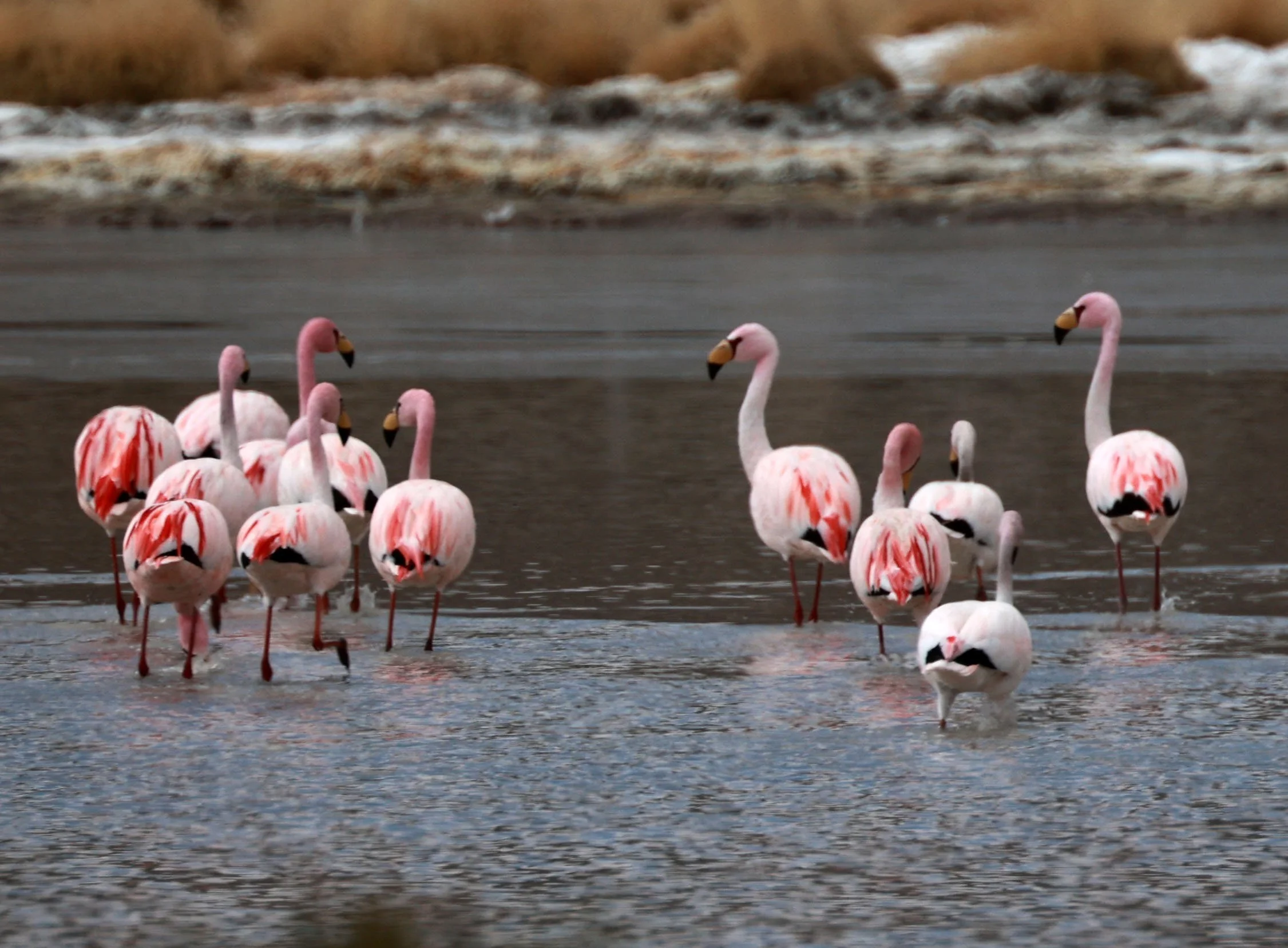 Flamingo - James's Flamingo - Phoenicoparrus jamesi - mixed with Andean flamingo - Phoenicoparrus andinus -  Lauca Nationa (12).jpg