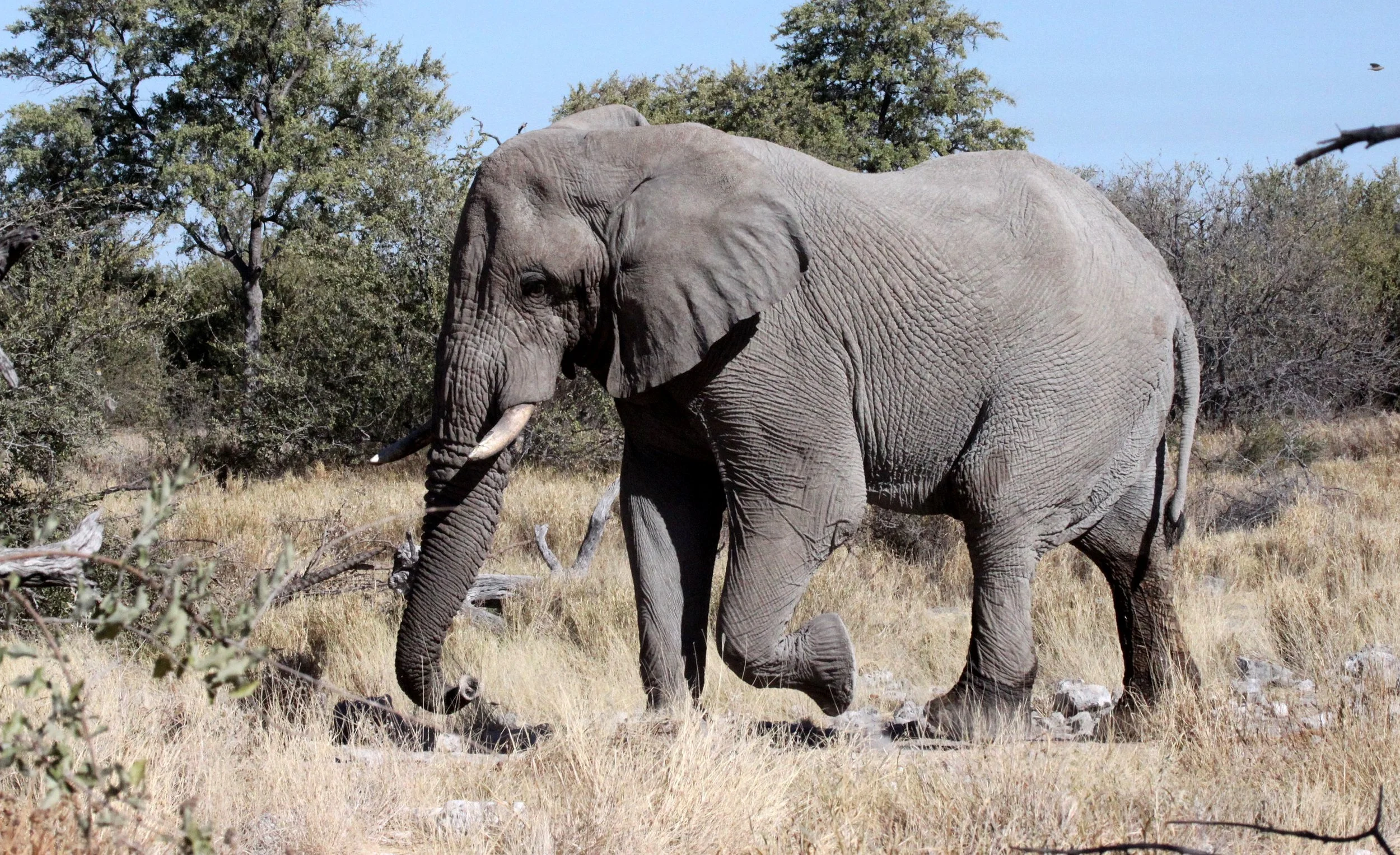 ELEPHANT - AFRICAN ELEPHANT - WARNING US ON THE ROAD - ETOSHA NATIONAL PARK NAMIBIA (10).JPG