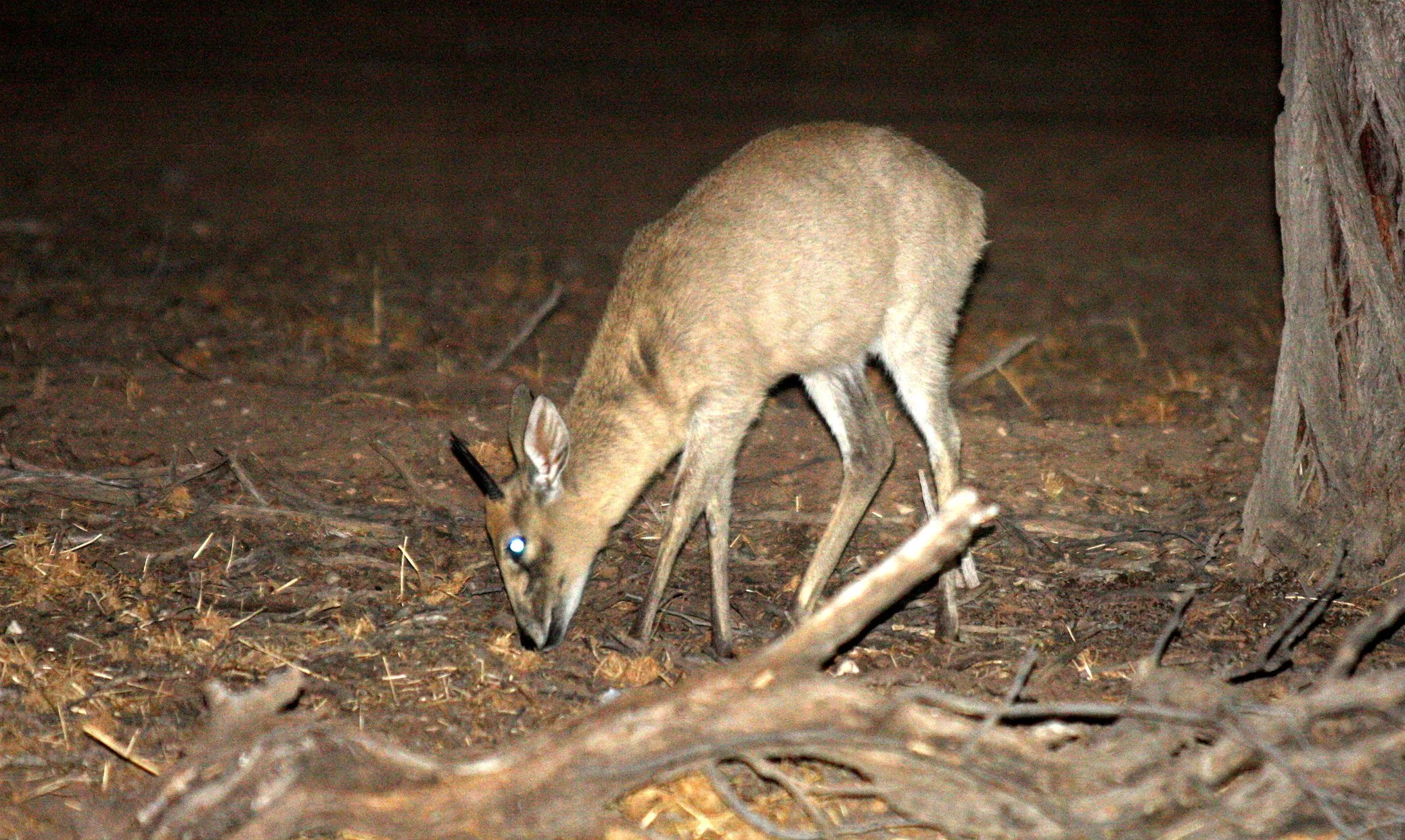 DUIKER - KALAHARI BUSH DUIKER - Sylvicapra grimmia steinhardti - COMMON DUIKER - KALAHARI GEMSBOK NP (2).JPG