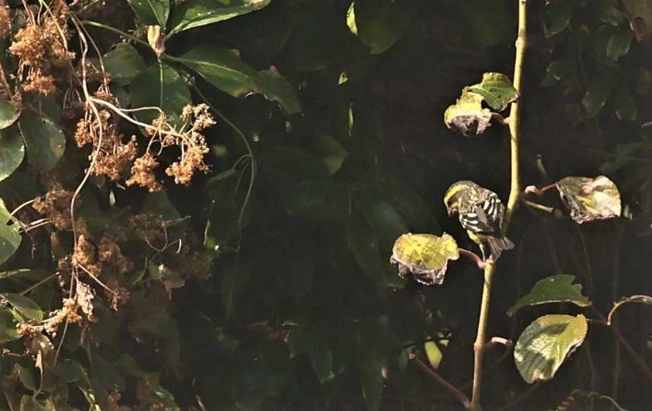 Spot-winged Grosbeak (Mycerobas melanozanthos) Fang Hotsprings Chiang Mai Thailand (39).jpg