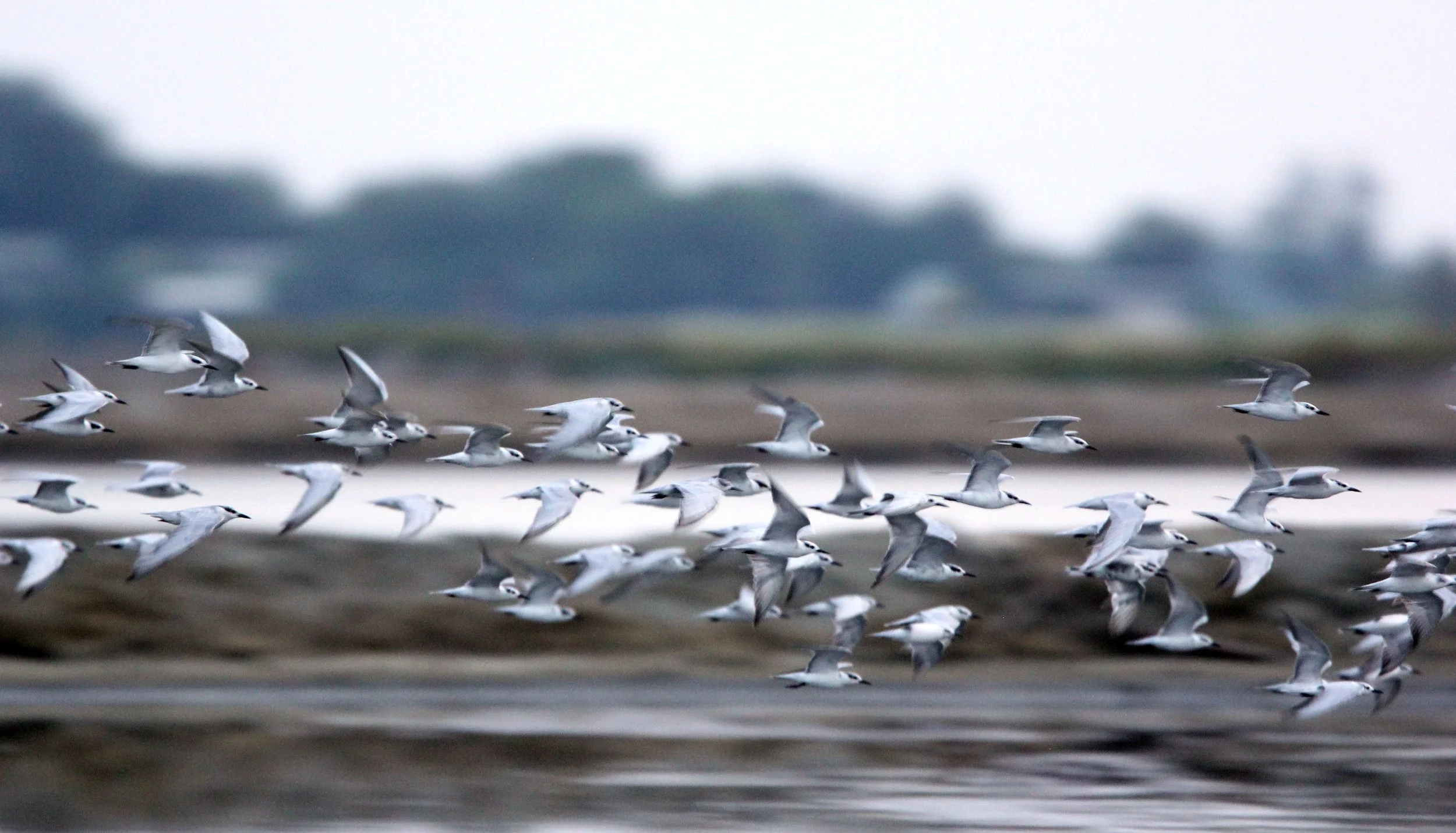 TERN - LITTLE TERN - Sterna albifrons - MIXED FLOCK - KOK KHAM MACHACHAI SALT PONDS - NEAR BANGKOK THAILAND (149).JPG