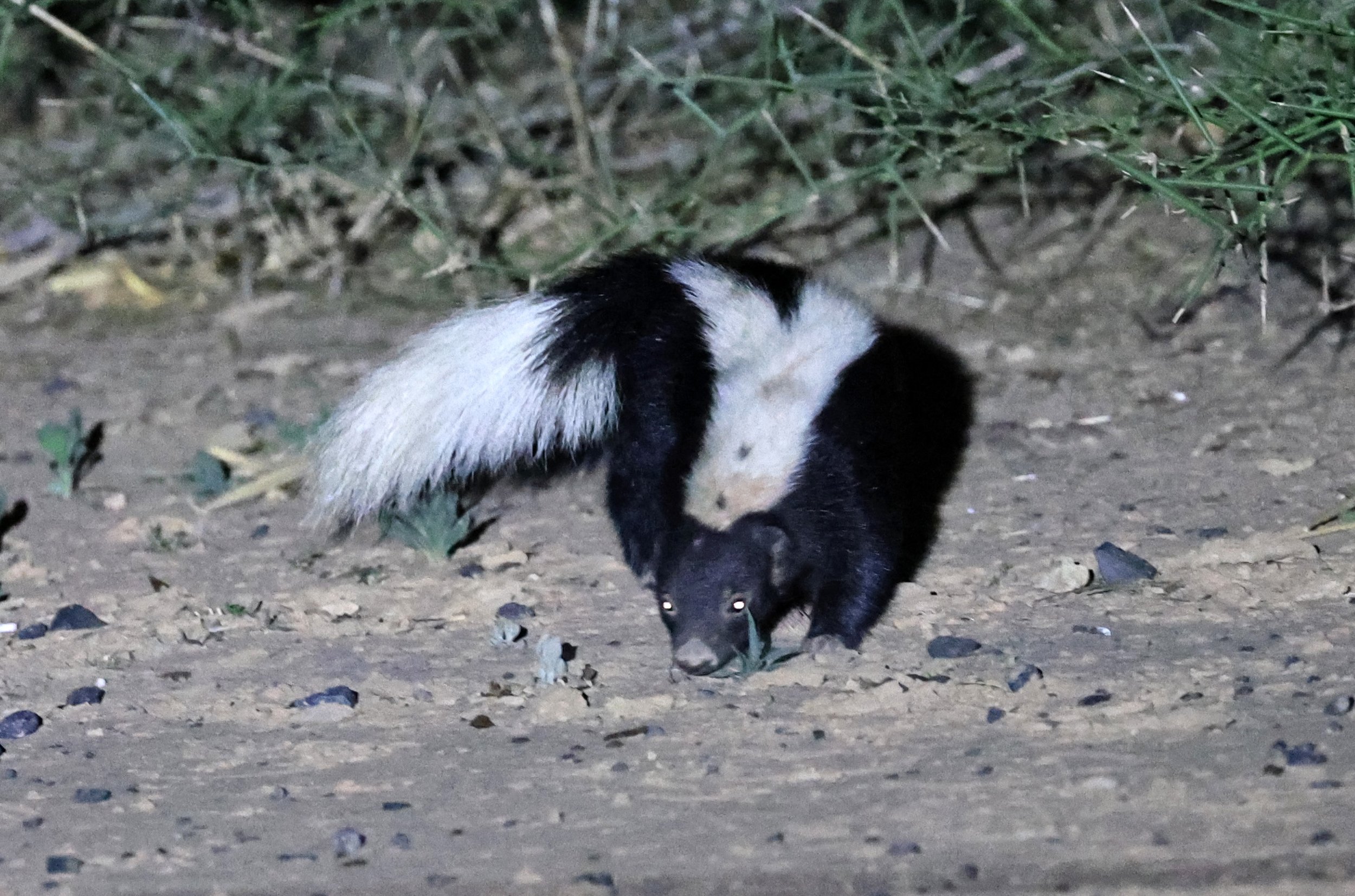 Molina's Hog-nosed Skunk (Conepatus chinga) Estancia Campo'í Paraguay (161).jpg