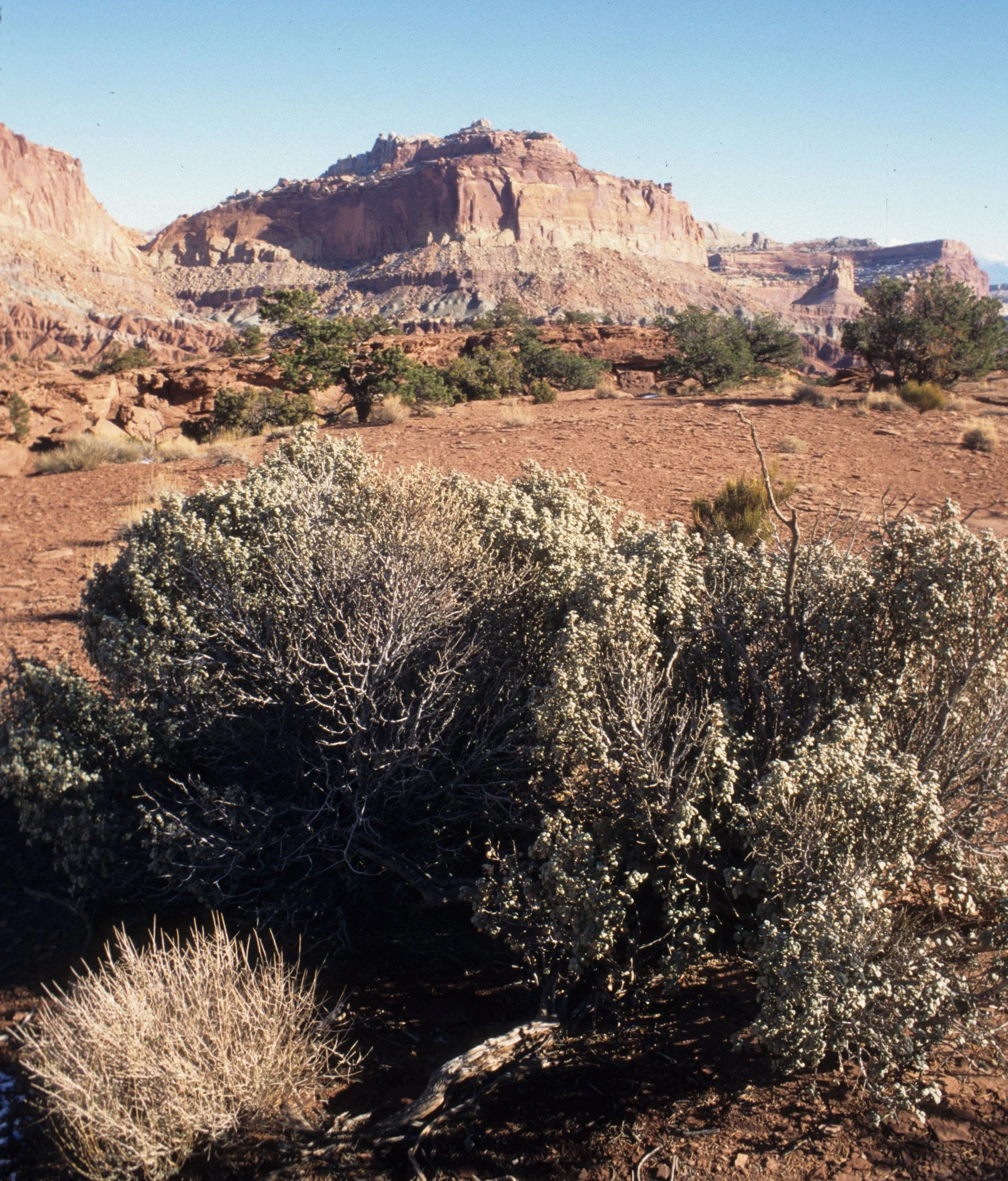 UTAH - CAPITAL REEF NATIONAL PARK  - ATRIPLEX SPECIES.jpg