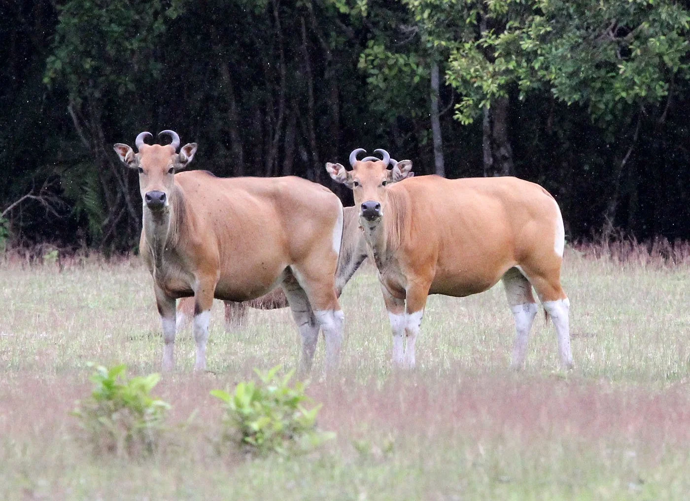 BANTENG - JAVA BANTENG - Bos javanicus javanicus - UJUNG KULON NATIONAL PARK JAVA BARAT INDONESIA (10).JPG