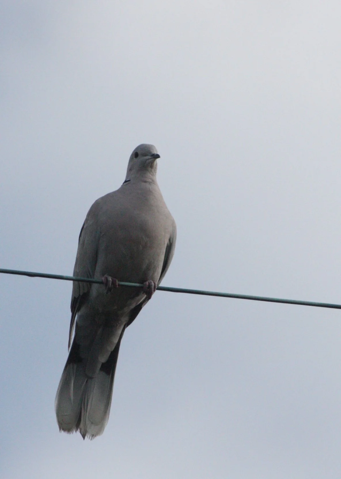 Mourning Dove (Zenaida macroura) Sequim Prairie Washington (7).JPG