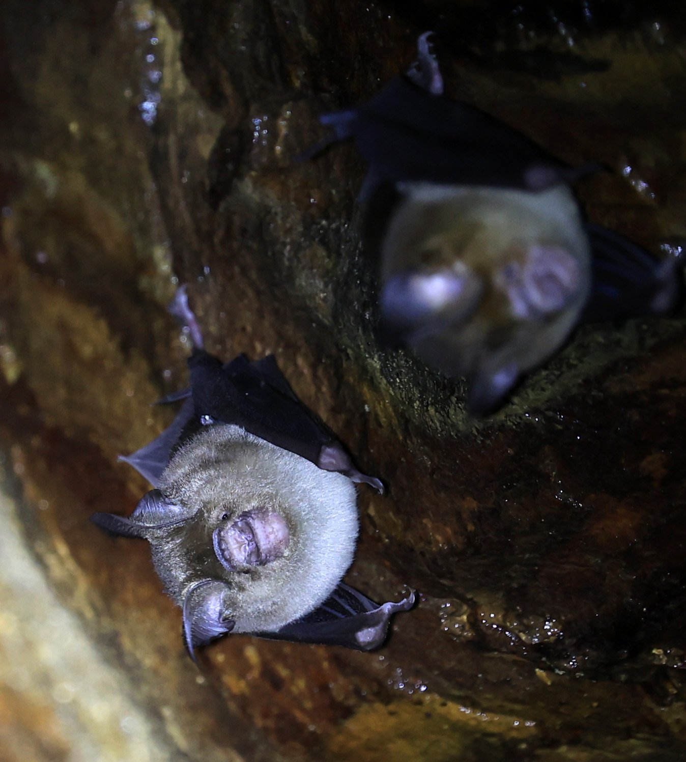 Horsfield’s Leaf-nosed Bat (Hipposideros.larvatus) Wat Tham Sila Thong Temple Pak Chong Thailand near Khao Yai (122).jpg