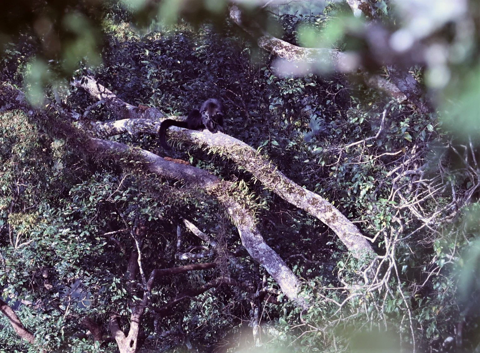 Arctictis binturong gairdneri - SIAMESE BINTURONG - KAENG KRACHAN PHANOEN THUNG 26 NOV 2021 (19).jpg