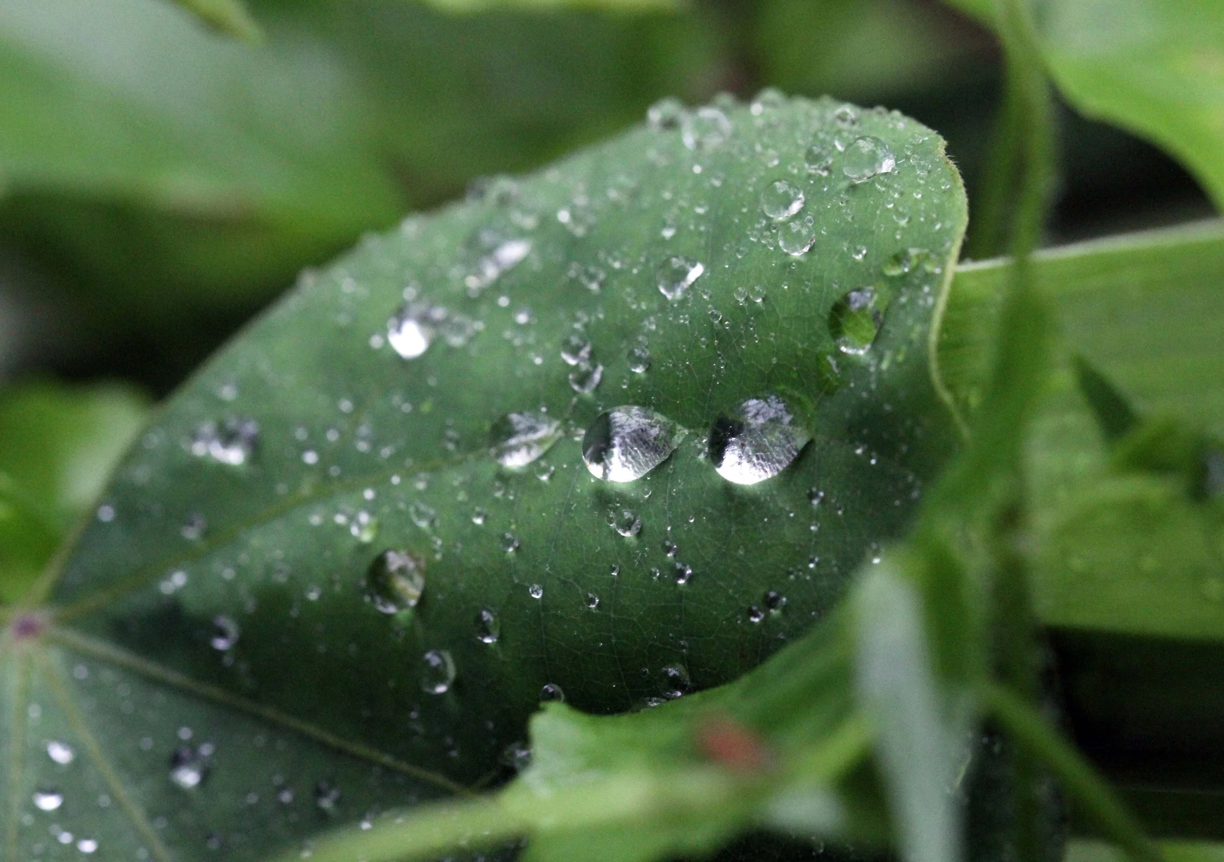 2013 in Nakhonsithammarat and some Krabi with Family (211).JPG