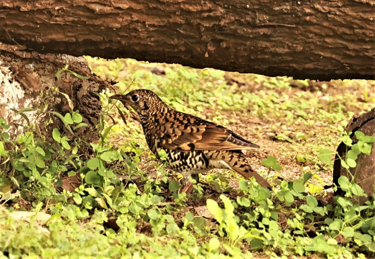 Scaly Thrush (Zoothera dauma) Doi Ang Kang Chiang Mai (39).jpg