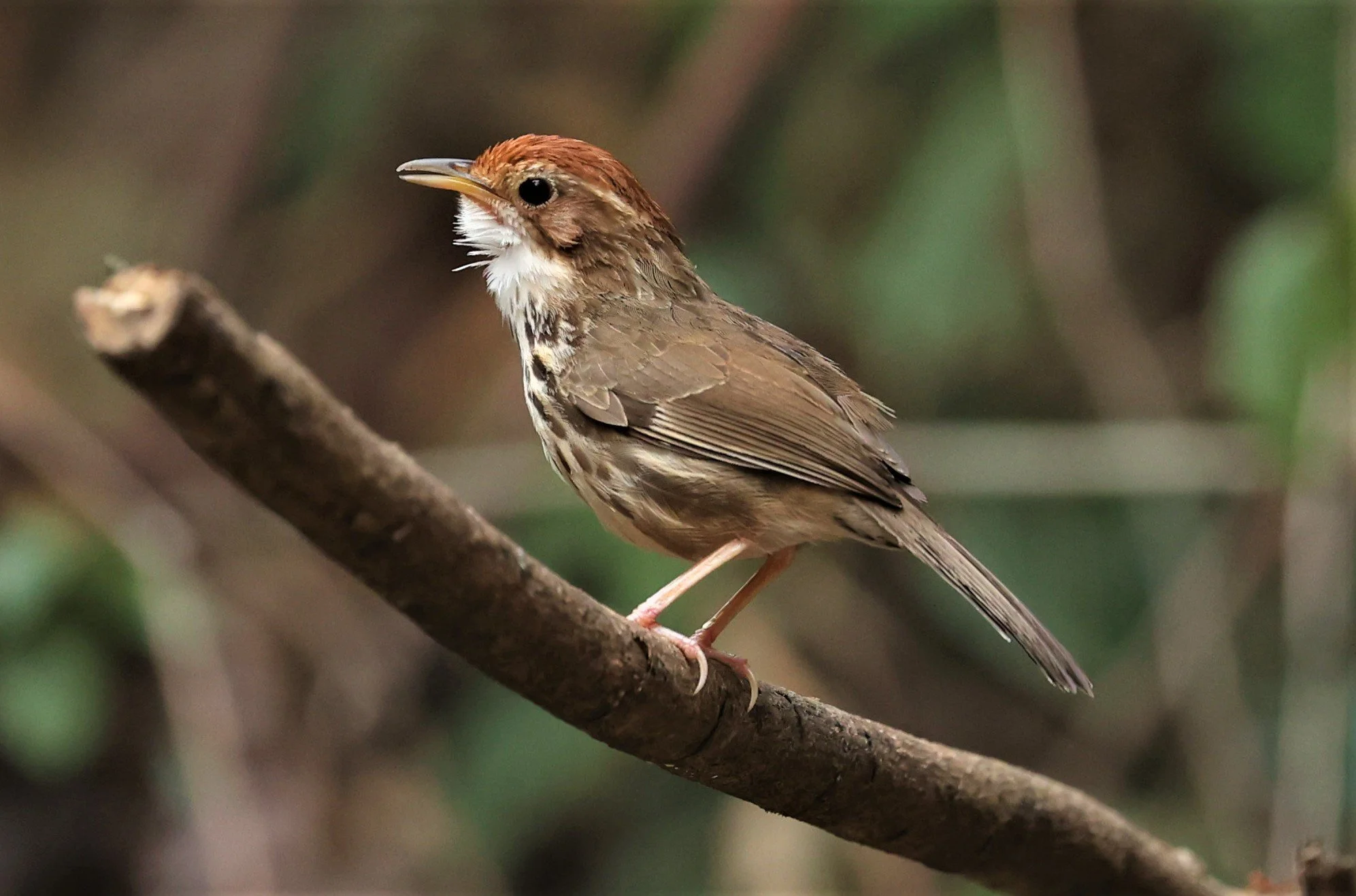 BABBLER - PUFF-THROATED BABBLER - Pellorneum ruficeps - SRI SATCHANALAI NP MANAO WATERHOLE MAY 1 2022 (14).jpg