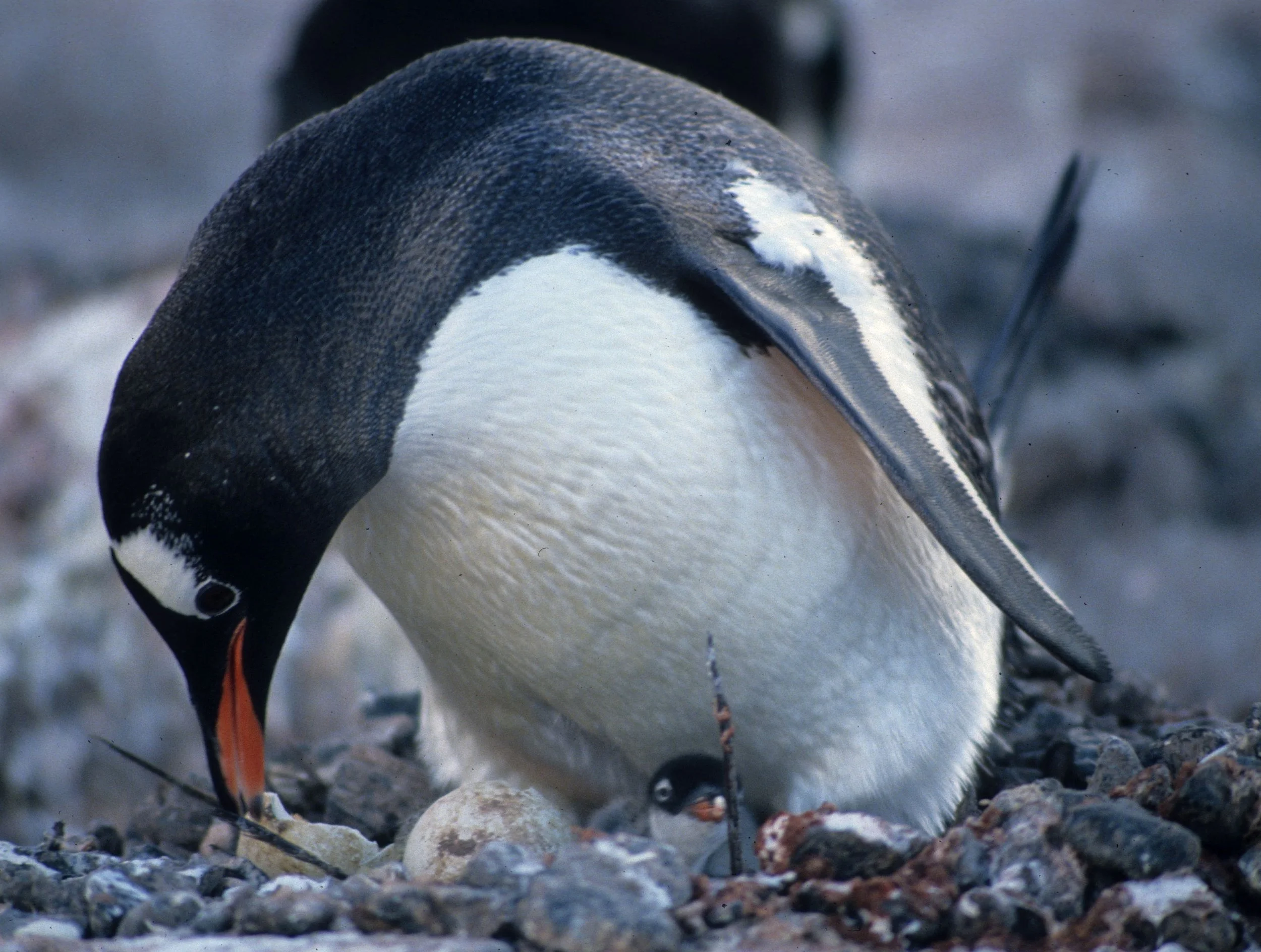 Gentoo Penguin (Pygoscelis papua) Antarctic Peninsula New Chick (10).jpg