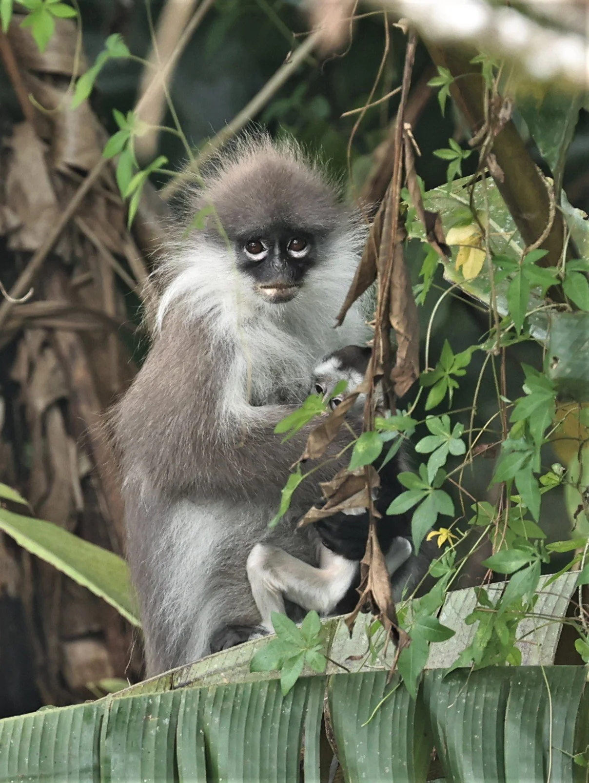 Presbytis siamensis - WHITE-THIGHED SURILI (LANGUR) - FRASER'S HILL, MALAYSIA JUNE 2022 (113).jpg