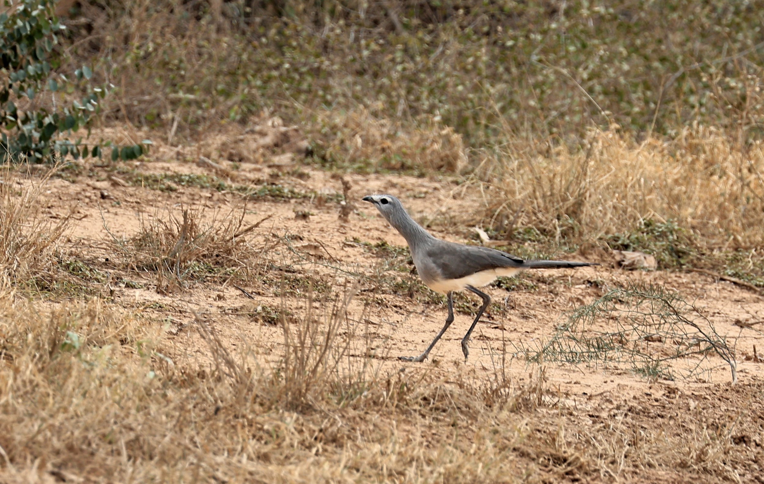 Black-legged Seriema (Chunga burmeisteri) Agua Dulce Paraguay (5).jpg