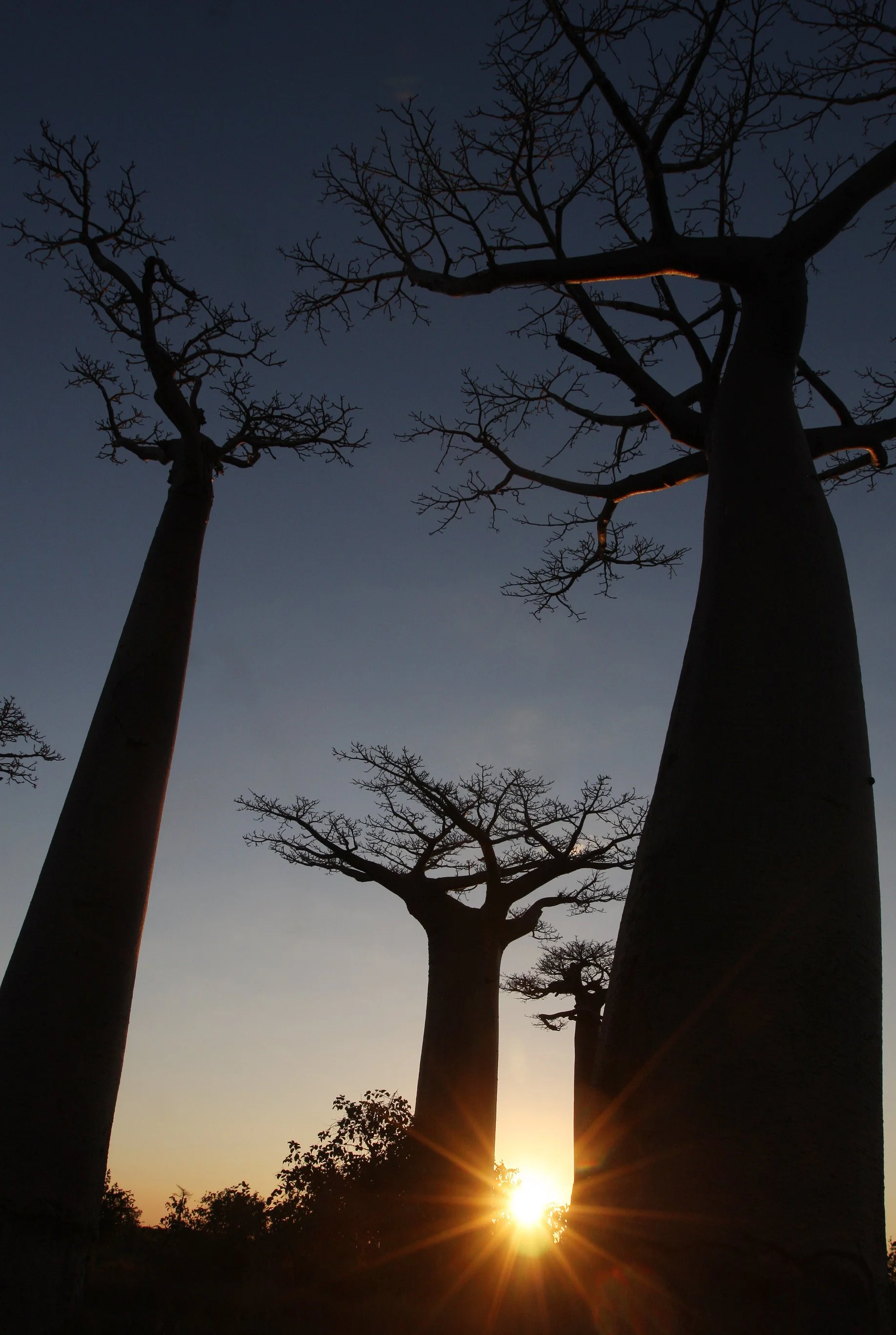 MORONDAVA MADAGASCAR - AVENUE DU BAOBABS - KIRINDY NATIONAL PARK MADAGASCAR (31).JPG