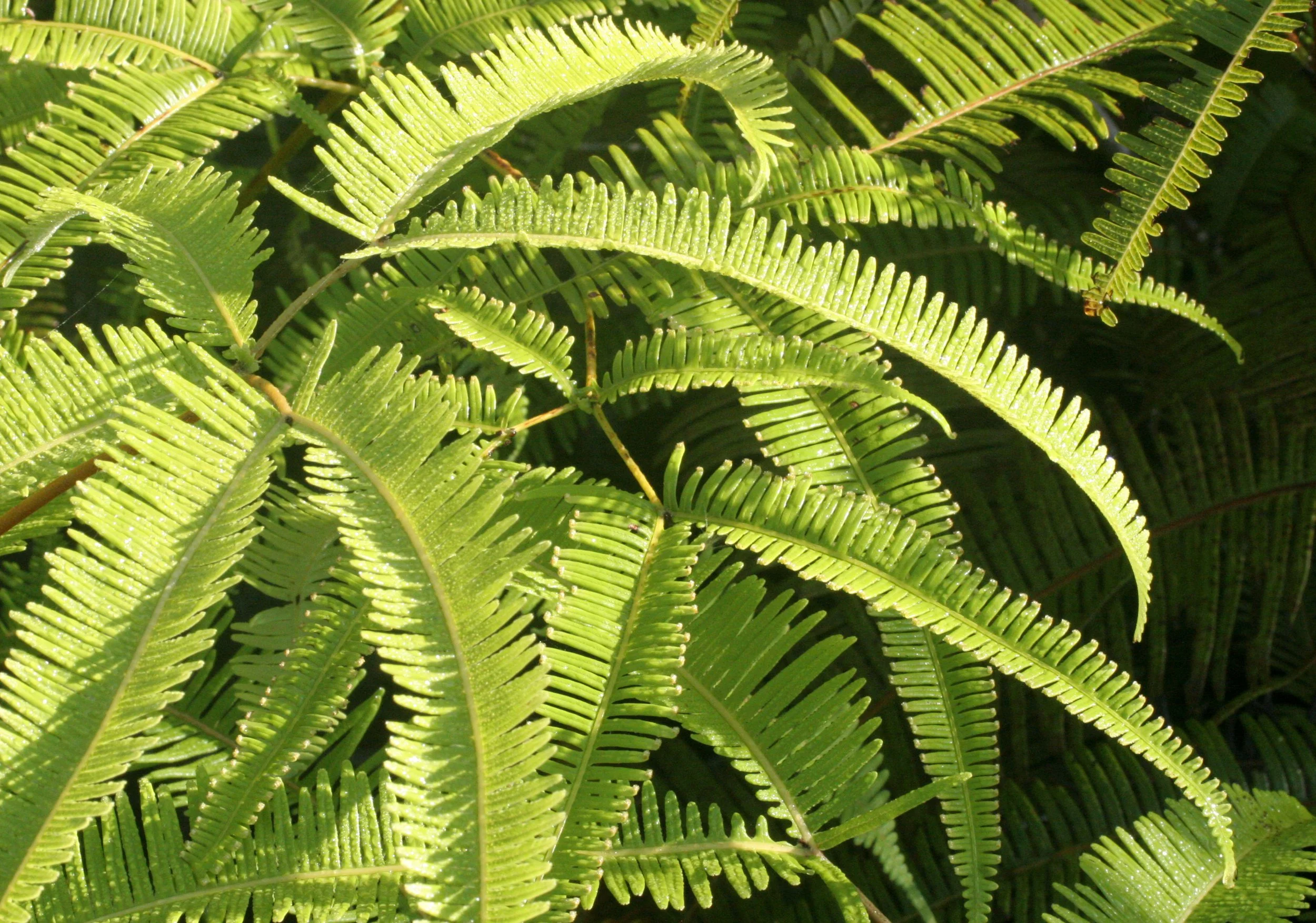 TABIN WILDLIFE RESERVE BORNEO - FERN SPECIES (3).JPG