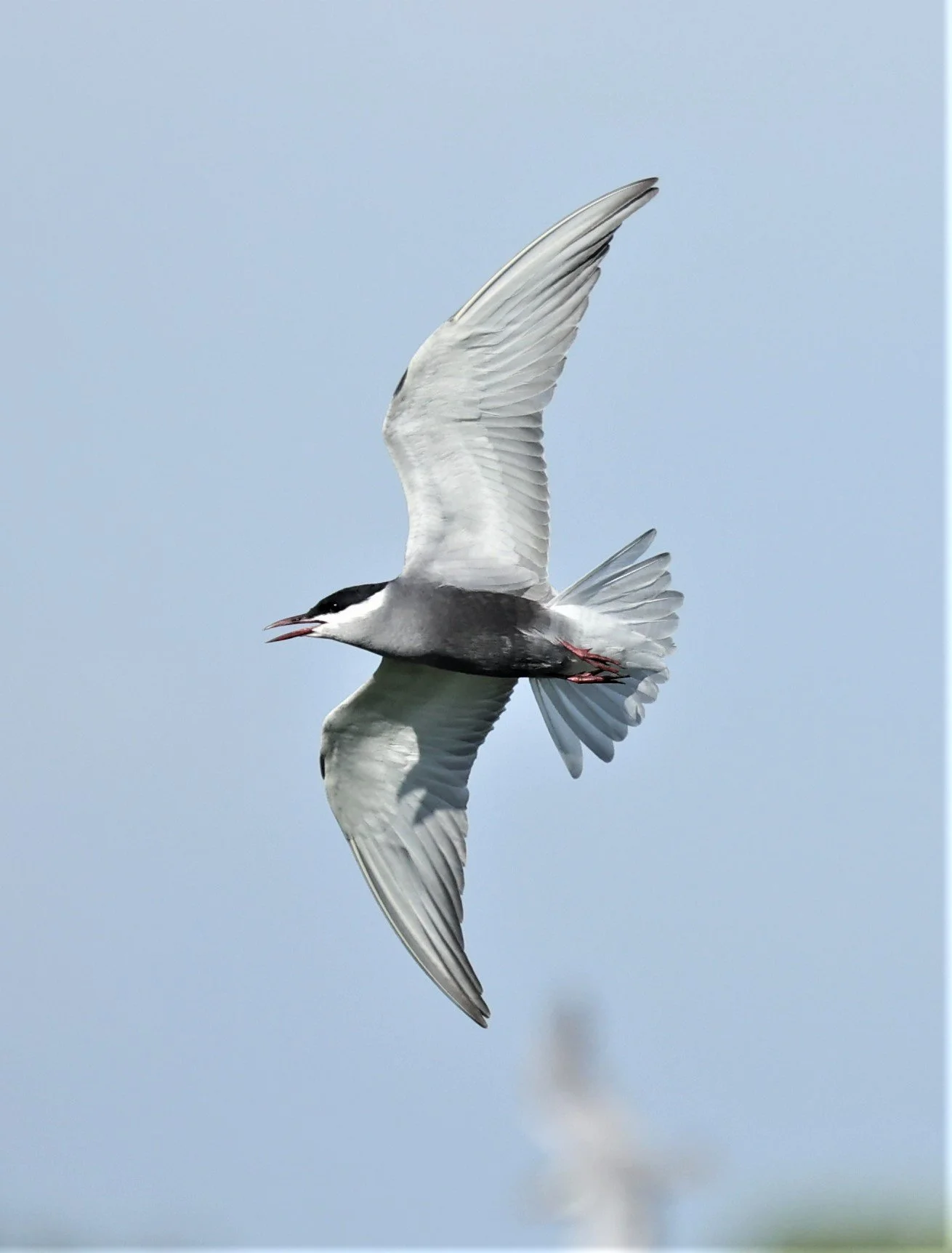 TERN - WHISKERED TERN - Chlidonias hybridus - TAP YAO RICEFIELDS LAT KRABANG - APRIL 23 2022 (18).jpg